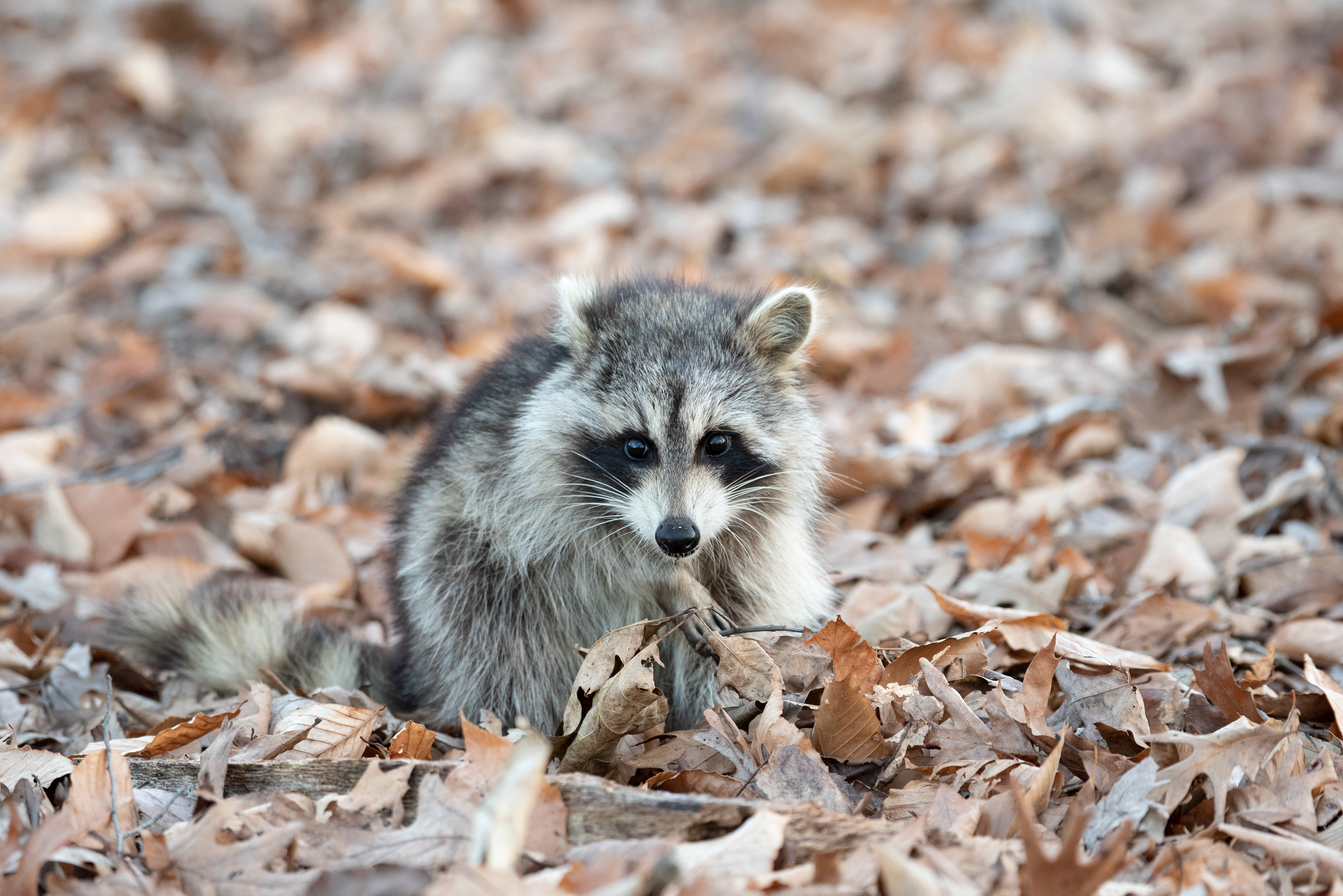 Northern Raccoon Nov 29, 2019 Great Swamp NWR, NJ USA