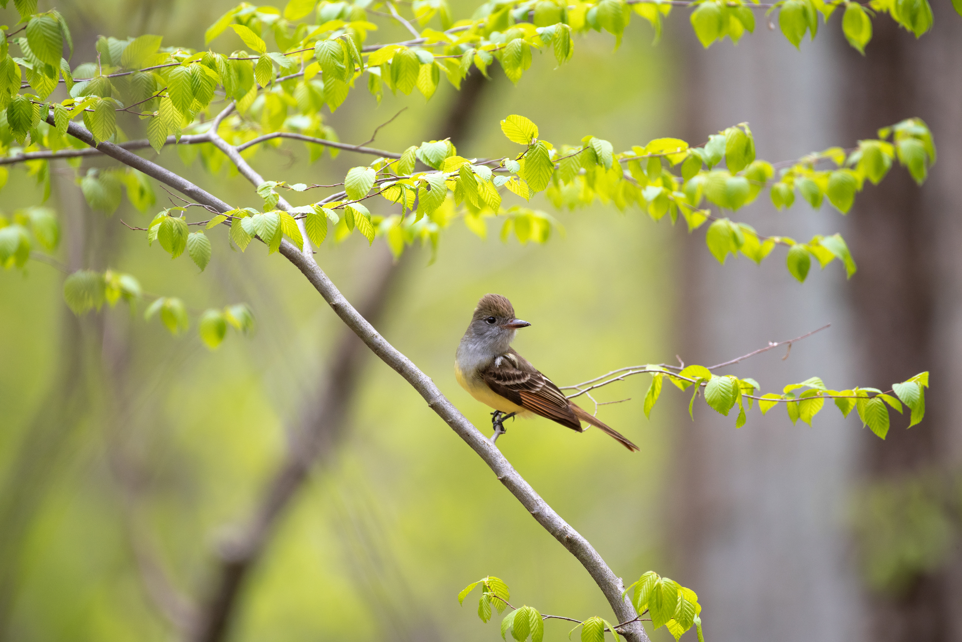 Great Crested Flycatcher May 9, 2020 Lord Stirling Park, NJ USA