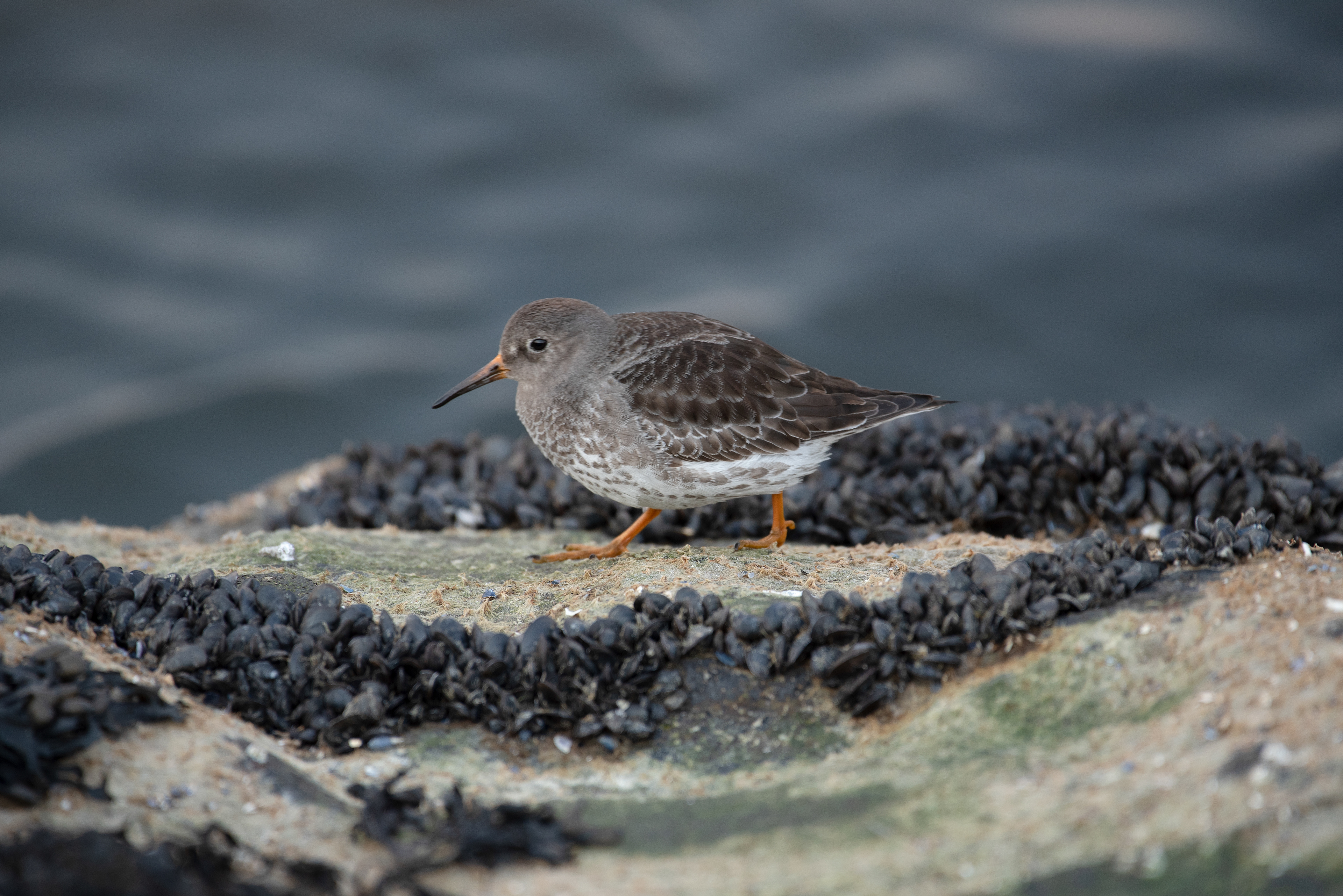Purple Sandpiper Feb 22, 2020 Barnegat Lighthouse State Park, NJ USA