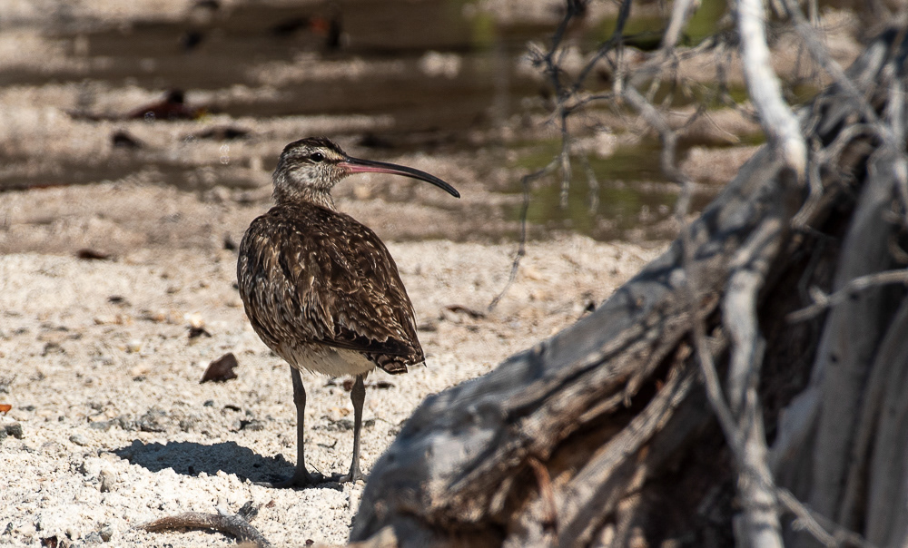Whimbrel Aug 15, 2025 Bonaire
