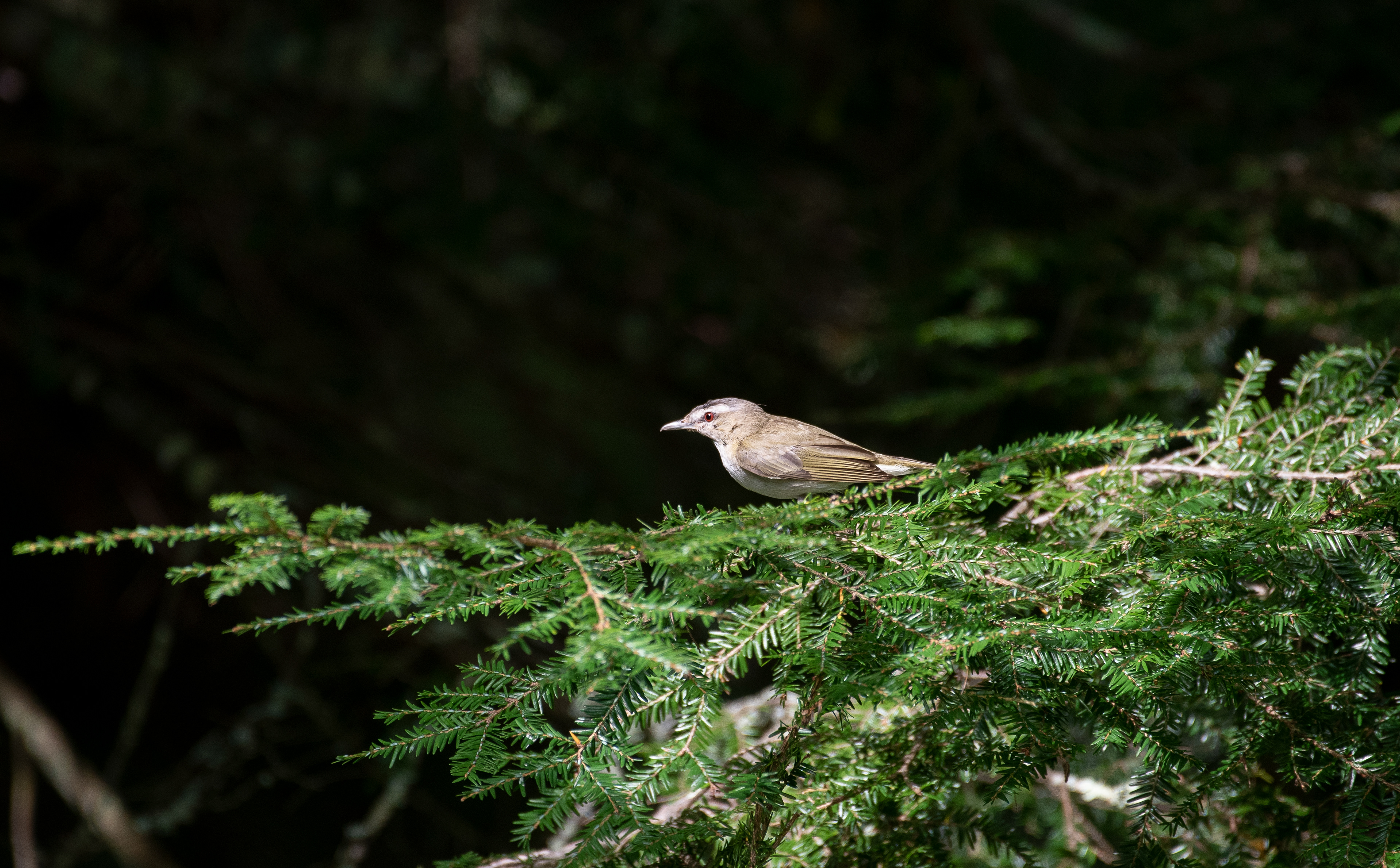 Red Eyed Vireo Aug 14, 2020 Sky Lake, NY USA