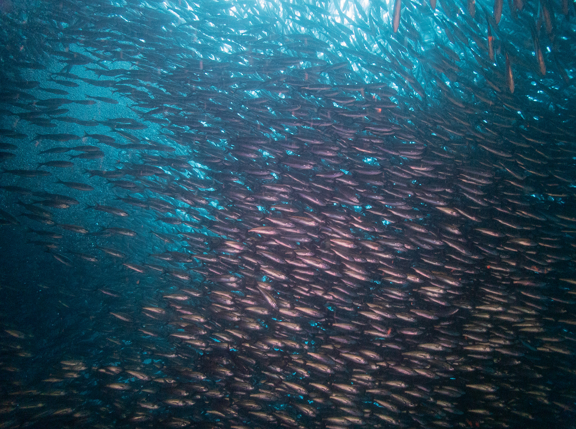 Black Striped Salema Aug 13, 2023 Kicker Rock, Galapagos, Ecuador