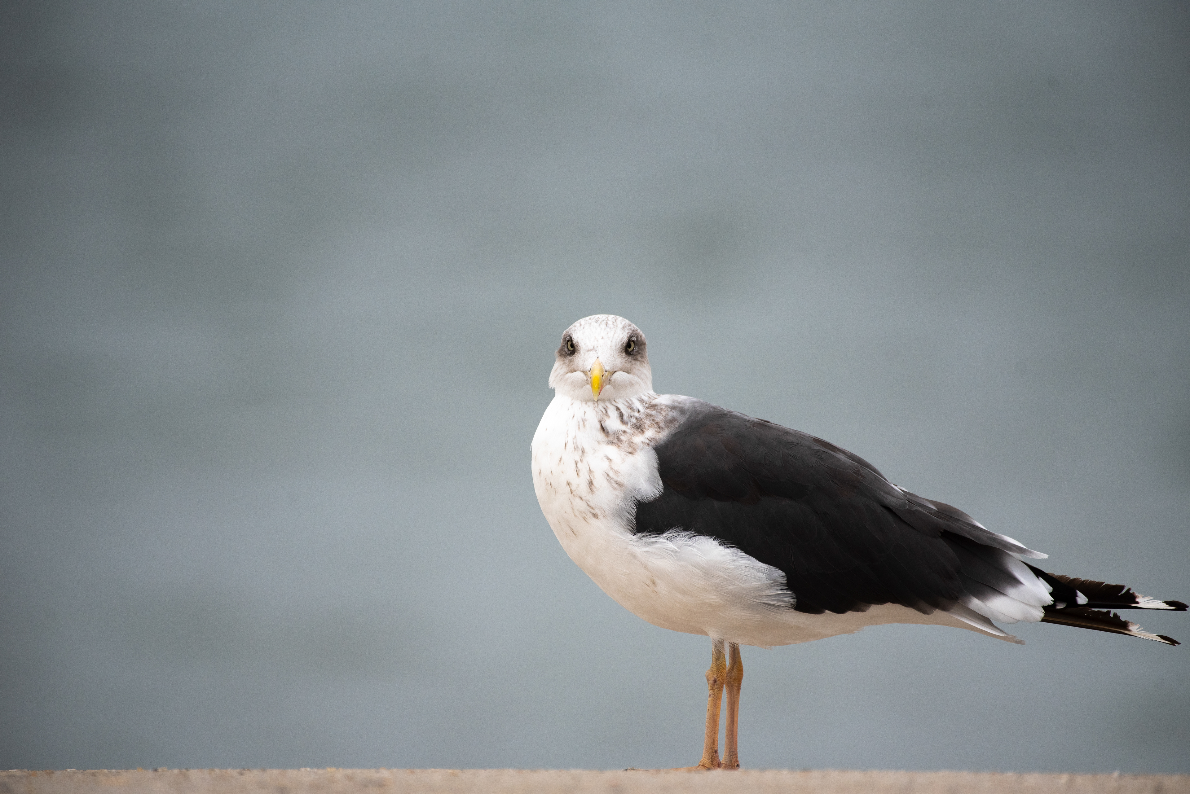 Lesser Black Backed Gull Oct 23, 2020 Cape May, NJ USA