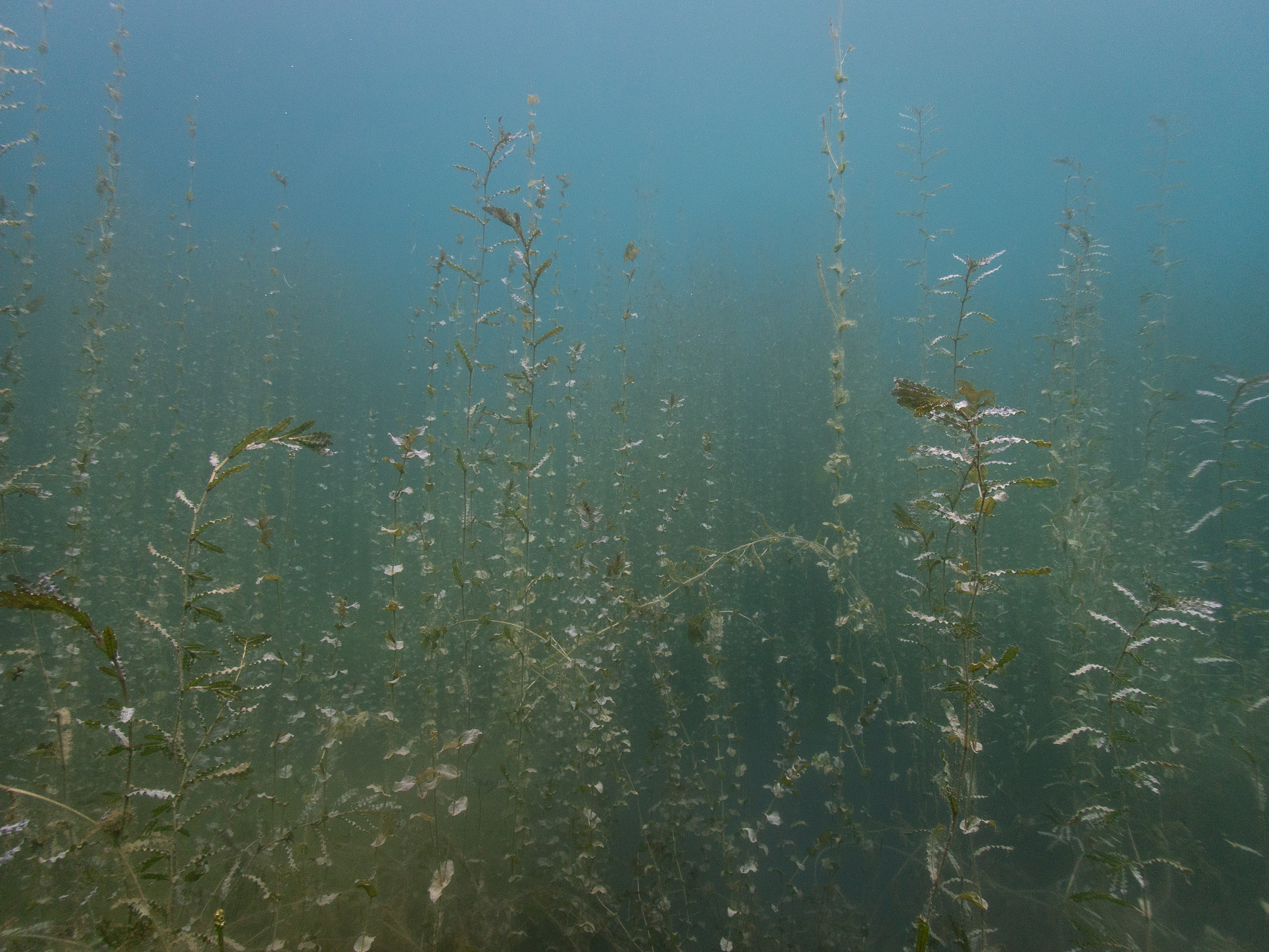 Underwater Plant Life July 16, 2020 Dutch Springs, Bethlehem, PA USA