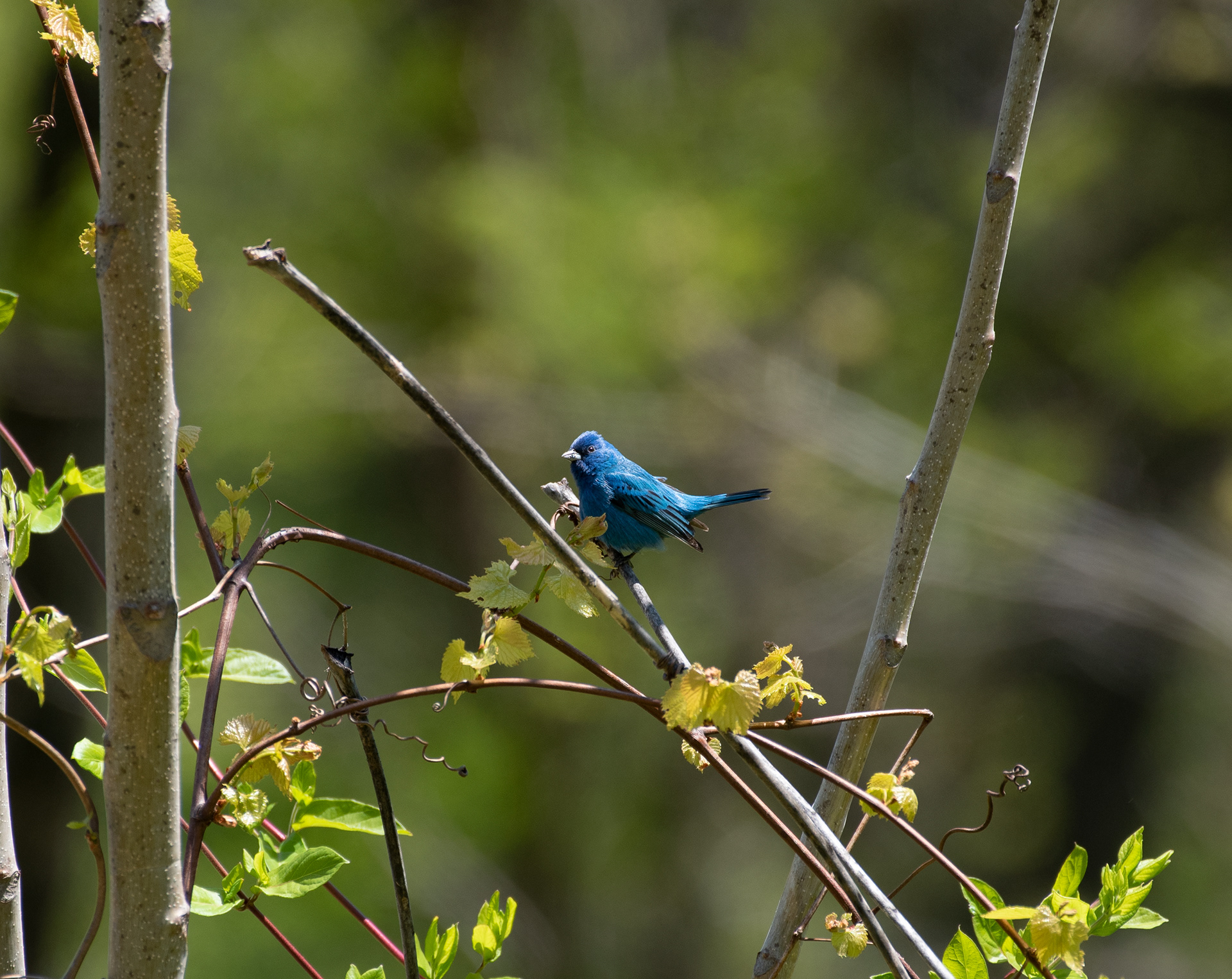 Indigo Bunting, May 10, 2020 Sourland Mountain Preserve, NJ USA