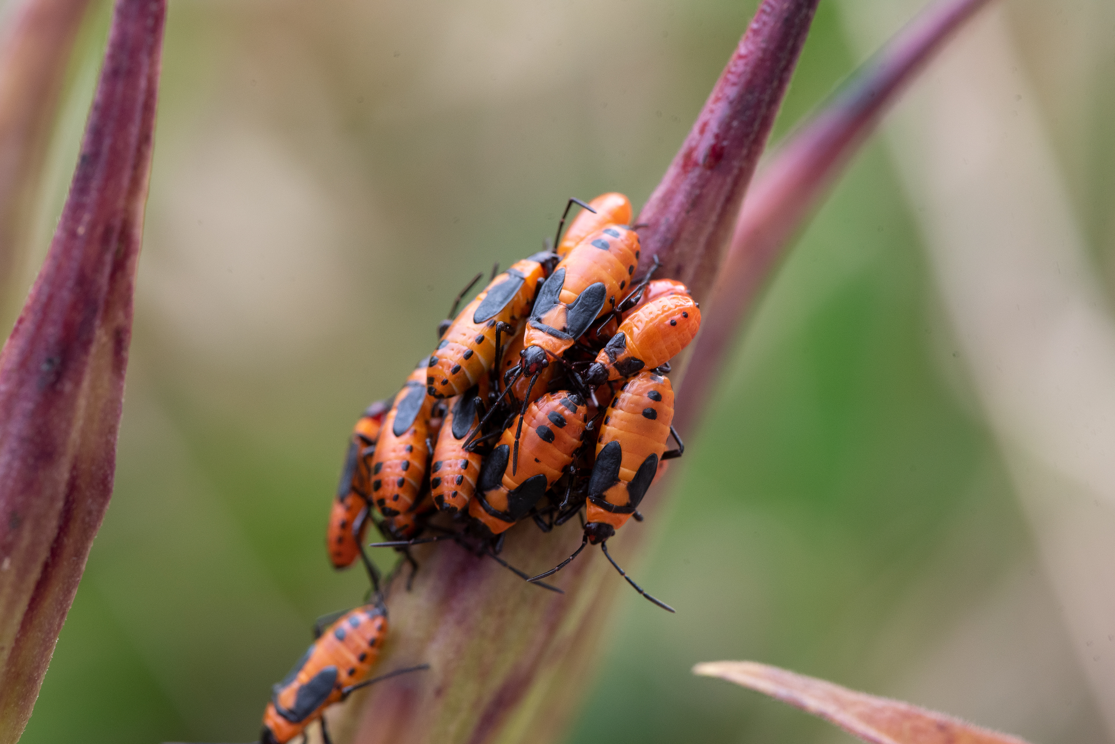 Large Milkweed Bug Sept 27, 2020 Lord Stirling Park, NJ USA