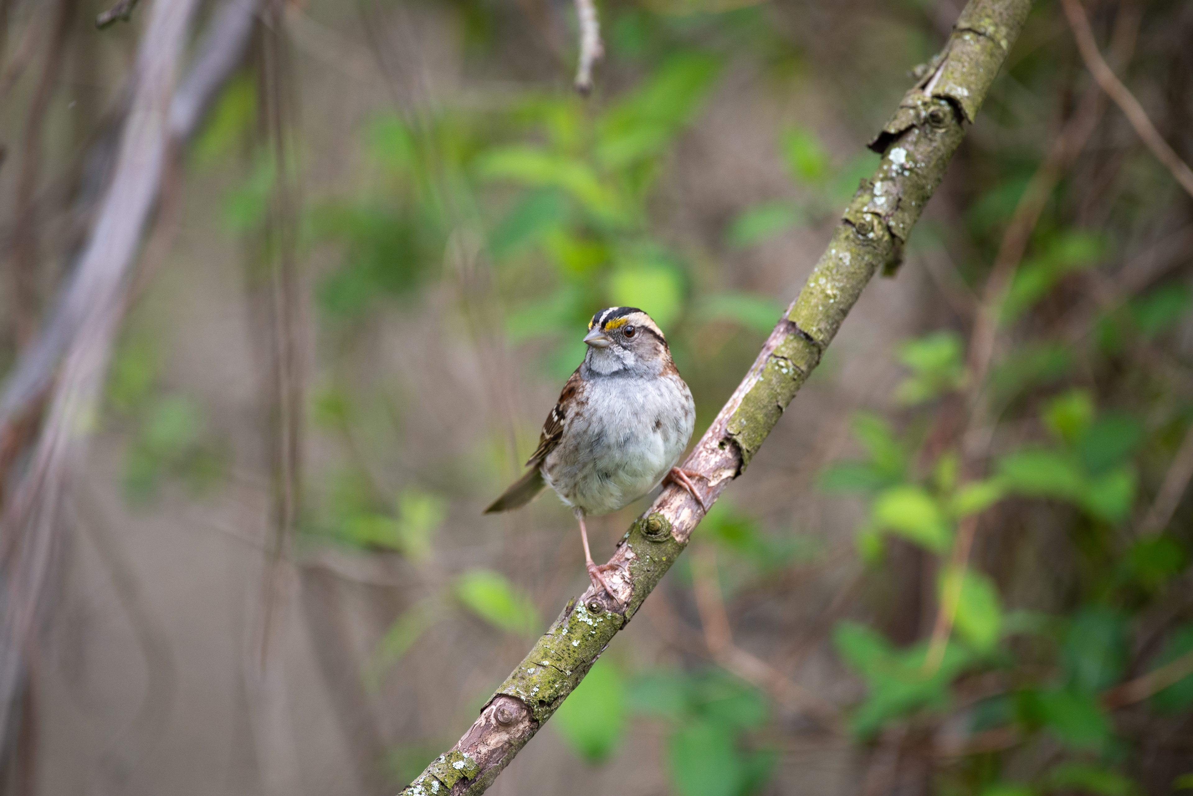 White Throated Sparrow Apr 25, 2020 Basking Ridge, NJ USA