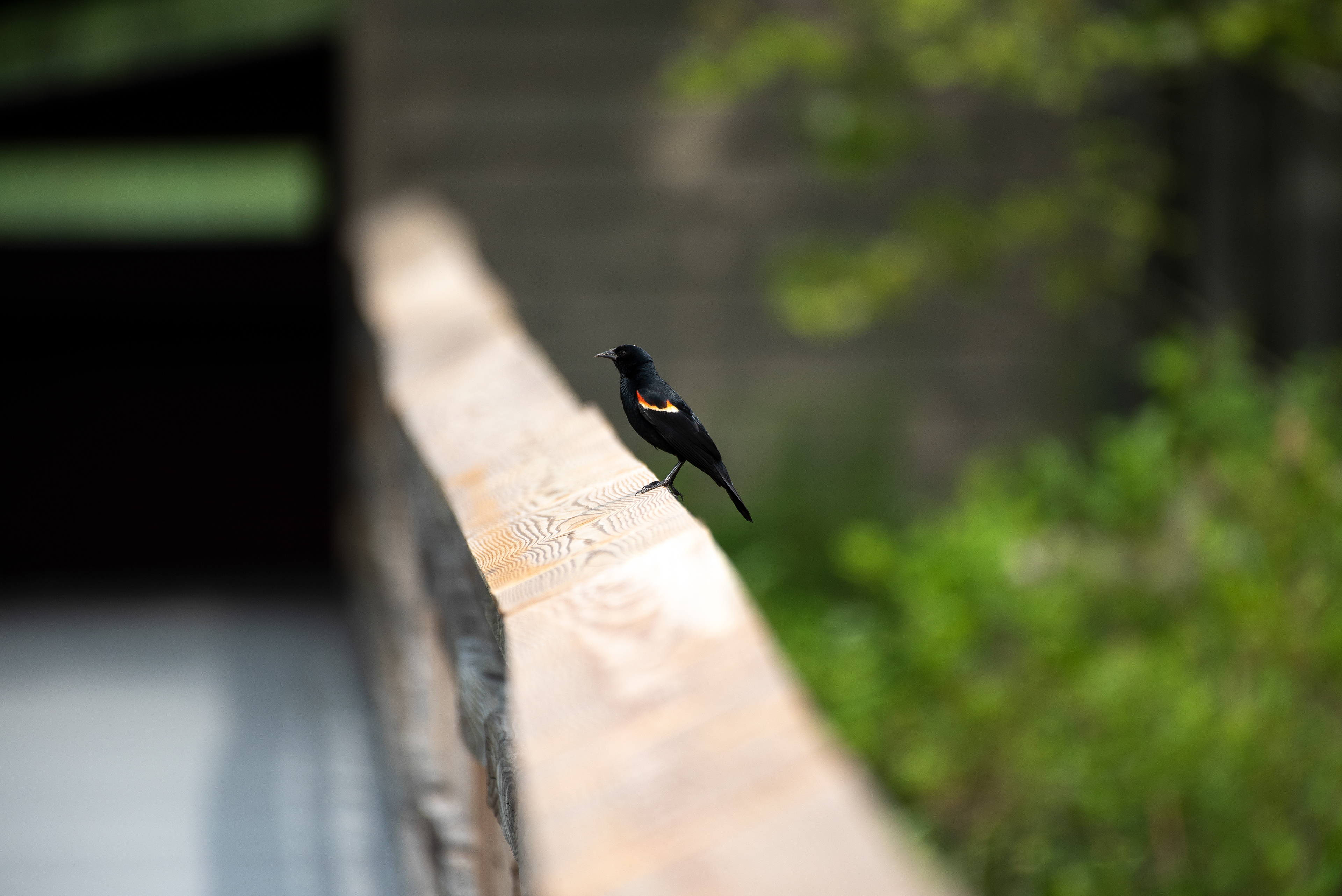 Red Winged Blackbird July 3, 2020 Great Swamp NWR, NJ USA