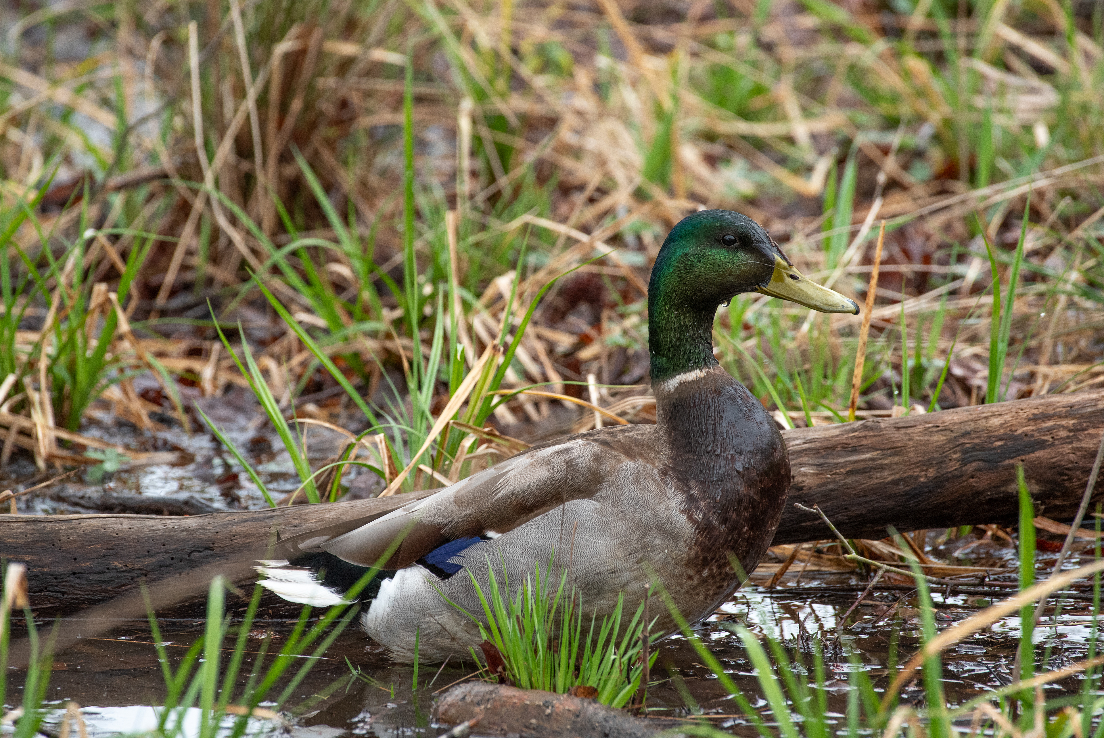 Mallard April 2, 2026 Prime Hook NWR, DE USA