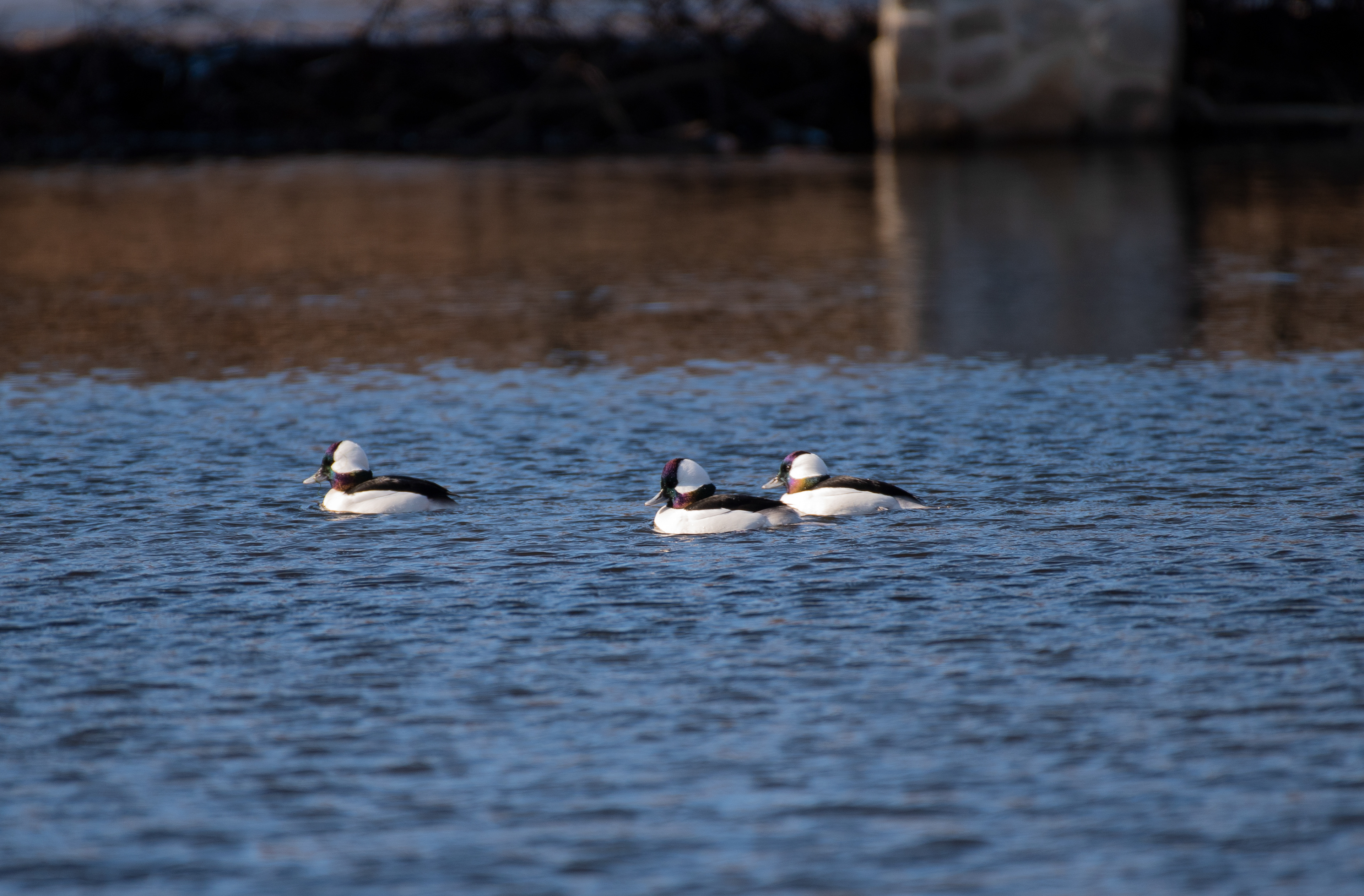 Bufflehead Jan 28, 2021 Muriel Hepner Nature Park, NJ USA