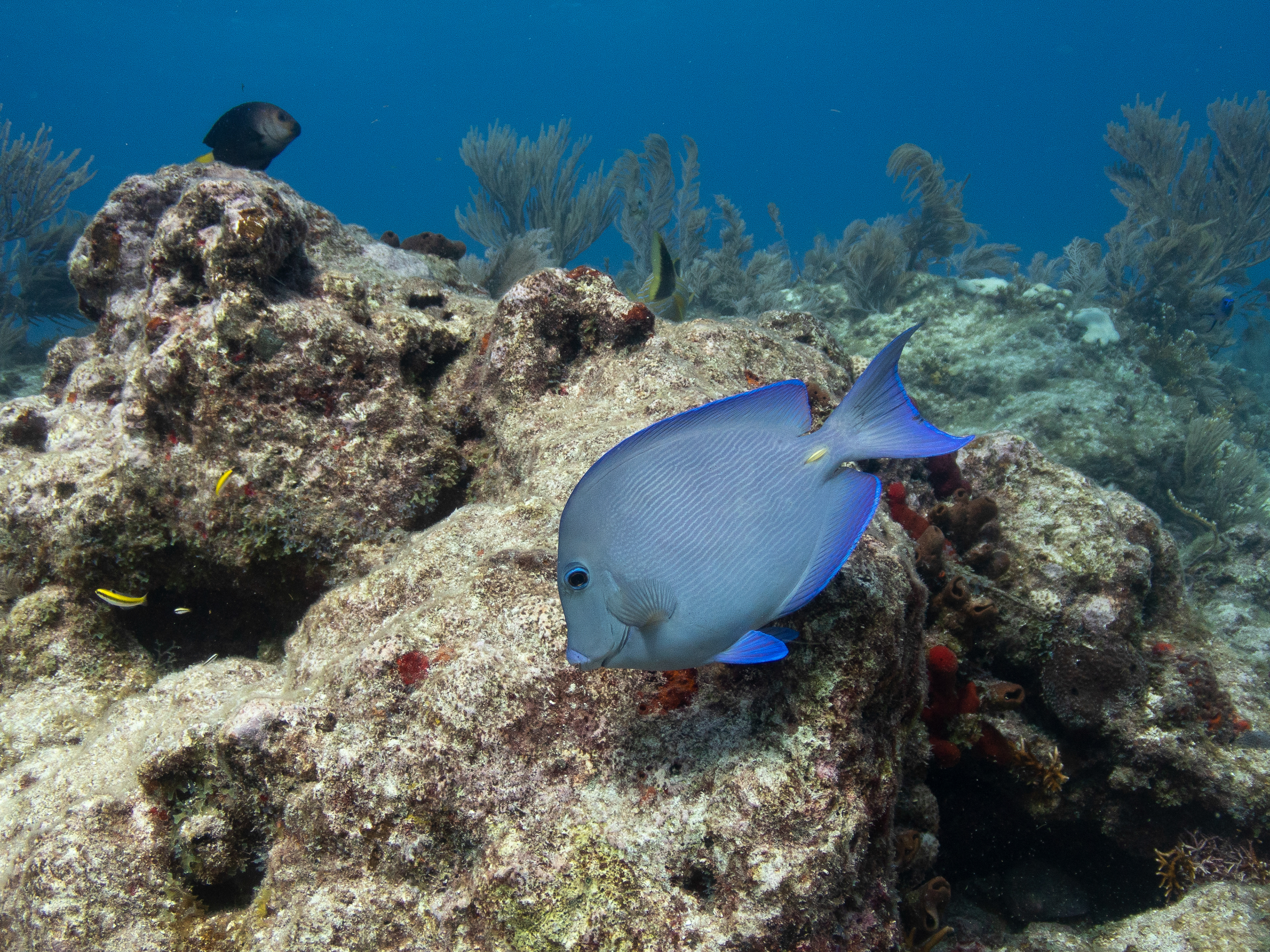 Blue Tang Mar 16, 2020 Key Largo, FL USA