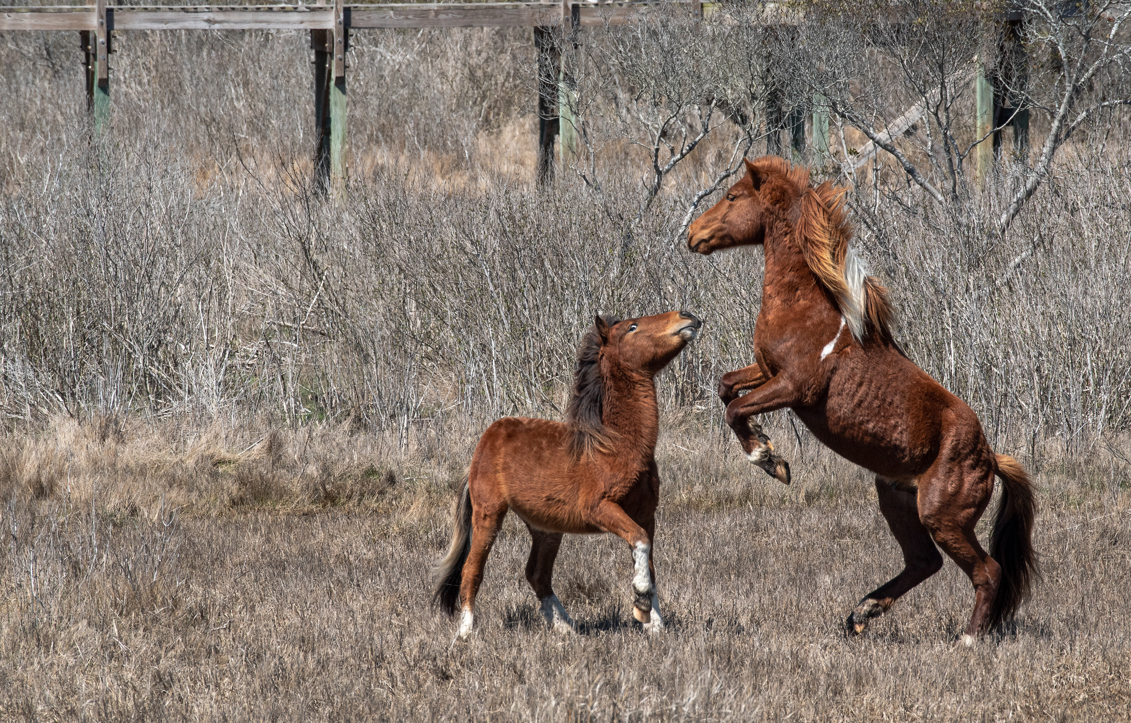 Ponies of Assateague Mar 30, 2021 Assateague Island, Maryland USA