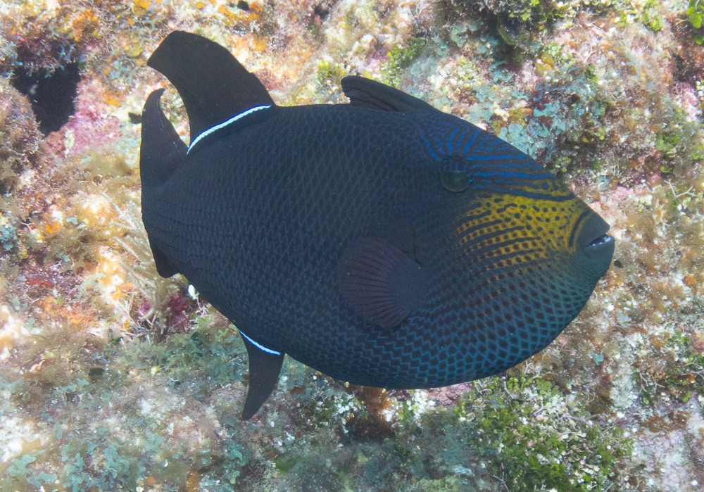 Black Durgon Aug 21, 2024 Roatan, Honduras