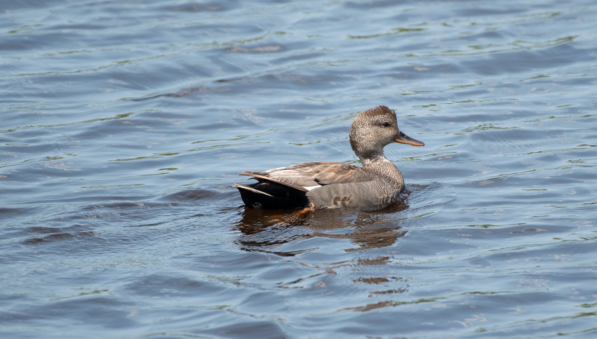 Gadwall June 20, 2024 Parker River NWR, MA USA