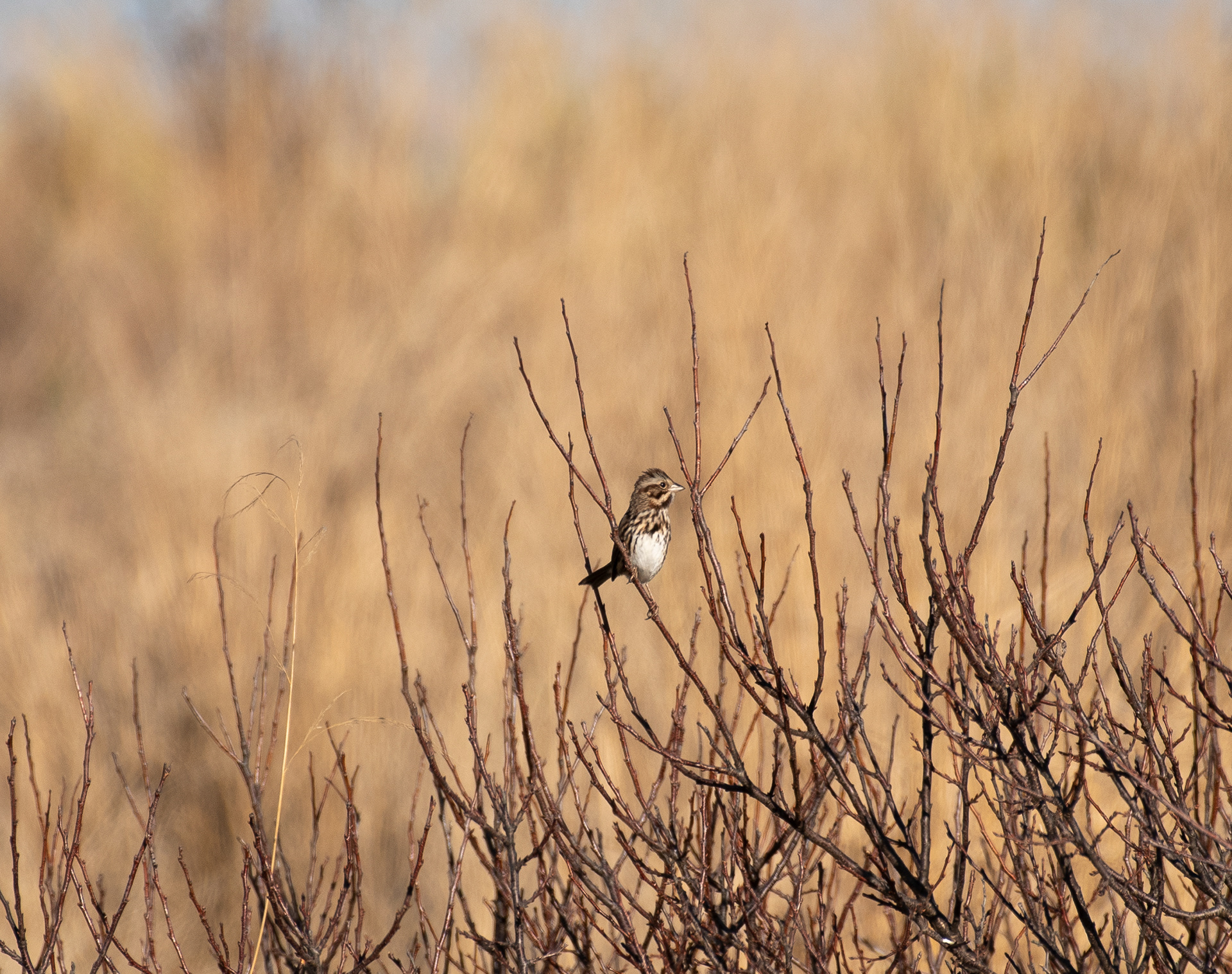 Song Sparrow Nov 29, 2020 Sandy Hook, NJ USA