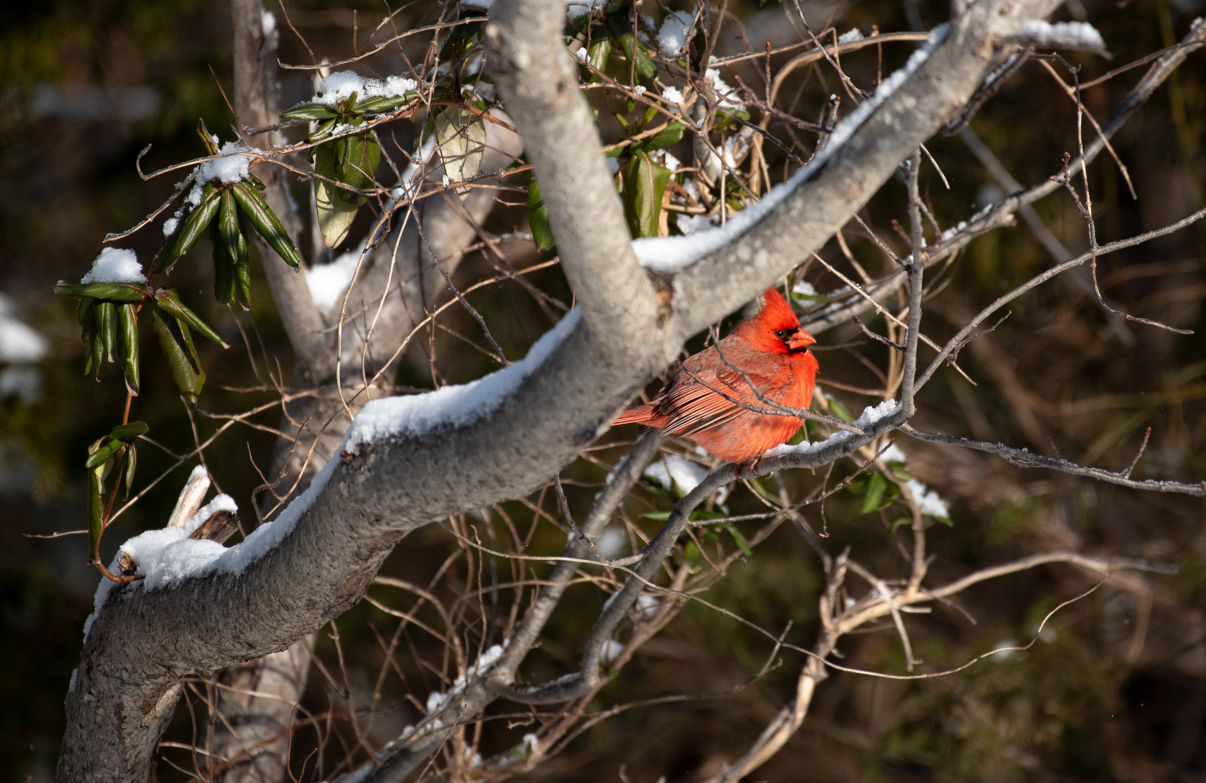 Northern Cardinal Feb 20, 2021 Edwin B Forsythe, NJ USA