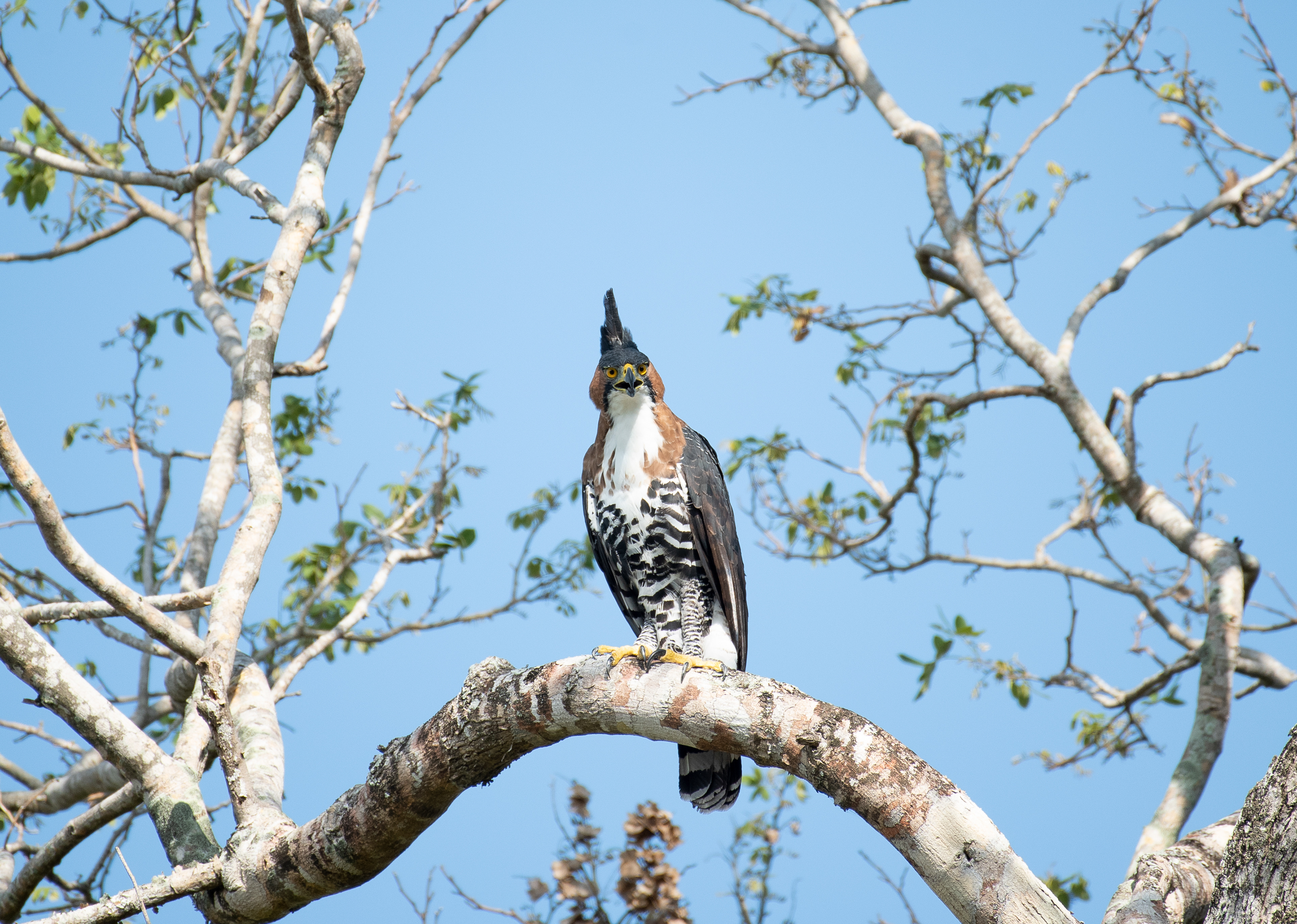 Ornate Hawk Eagle Aug 14, 2019 Solidaridad, MX