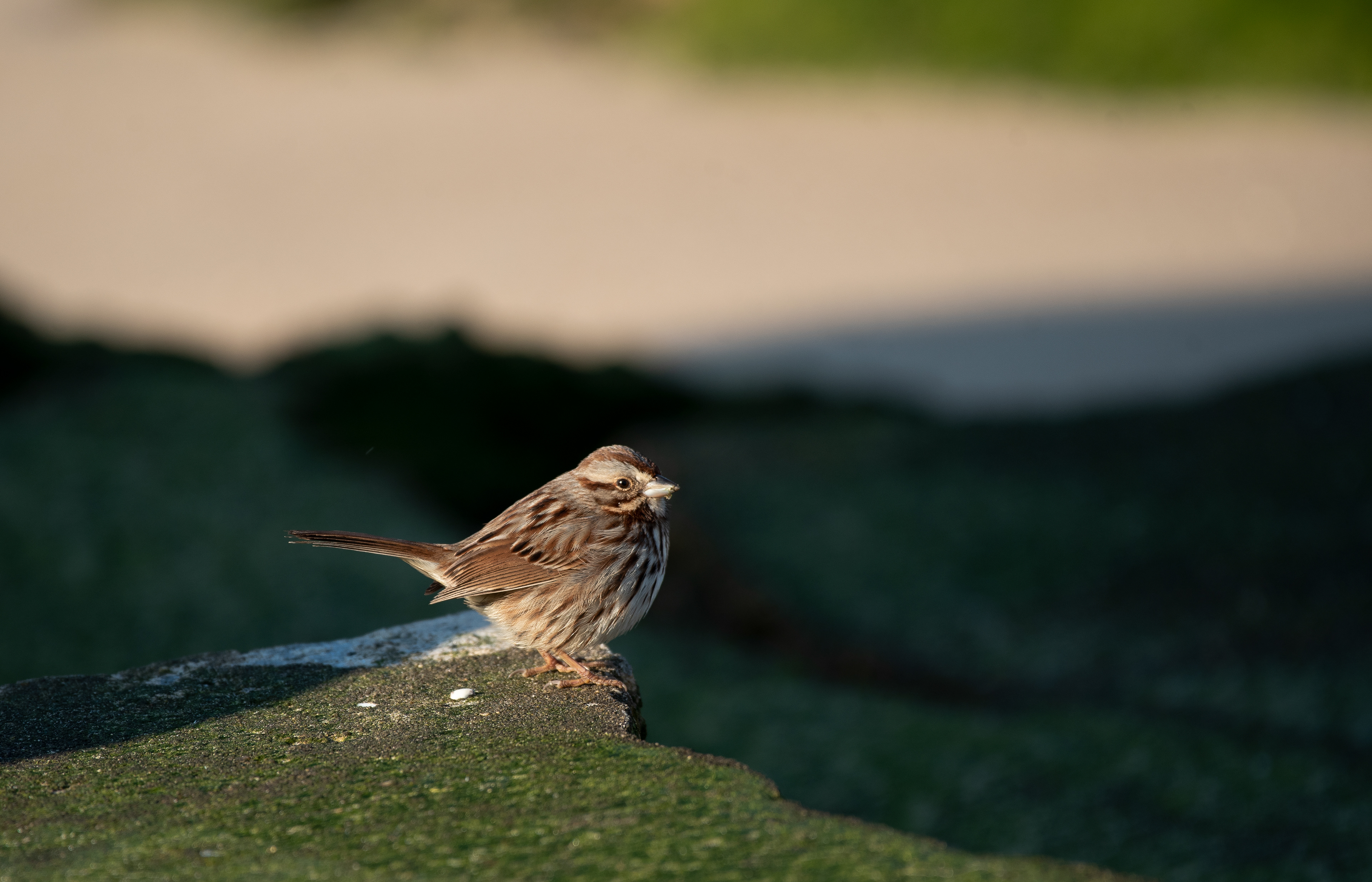 Song Sparrow Feb 20, 2021 Edwin B Forsythe, NJ USA