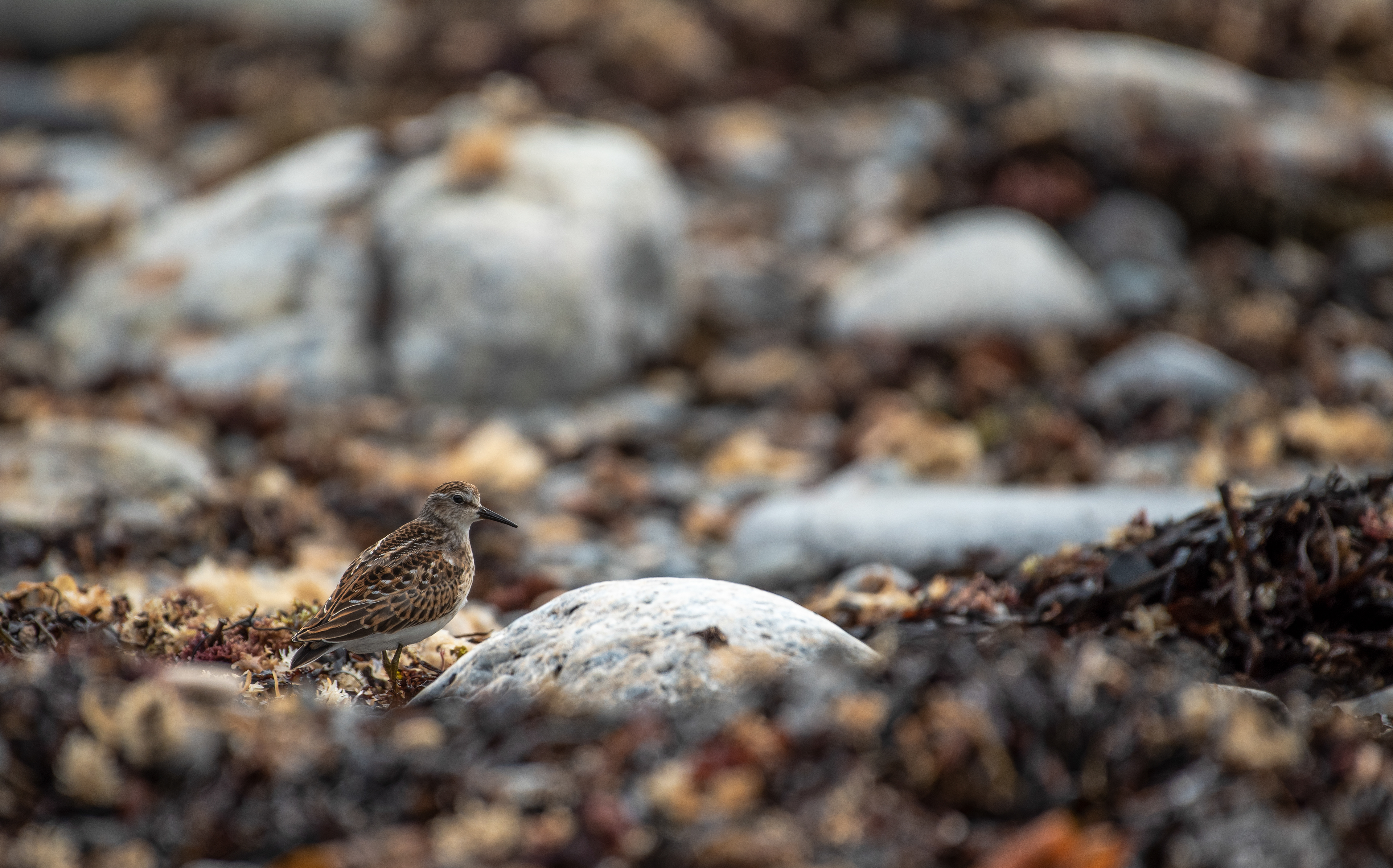 Least Sandpiper Sept 8, 2021 Rachel Carson Salt Pond, ME USA