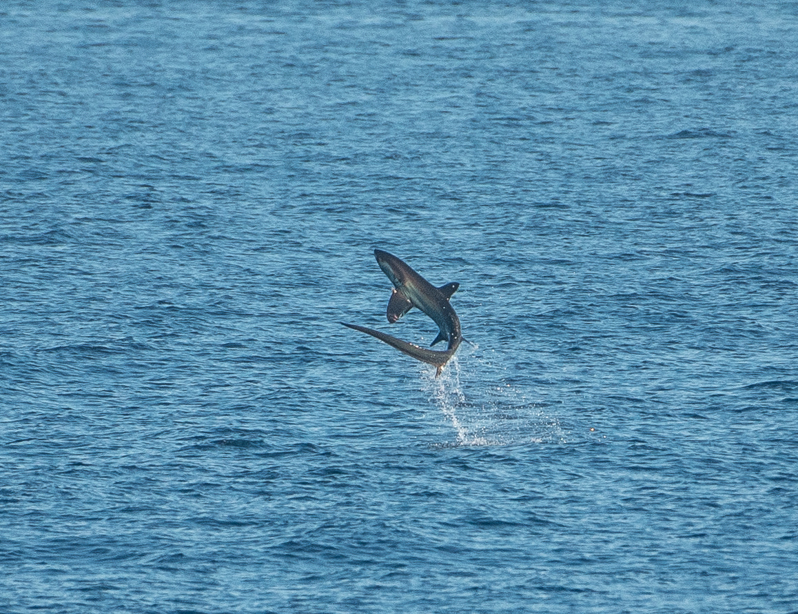 Pelagic Thresher Shark Aug 12, 2022 La Paz, MX