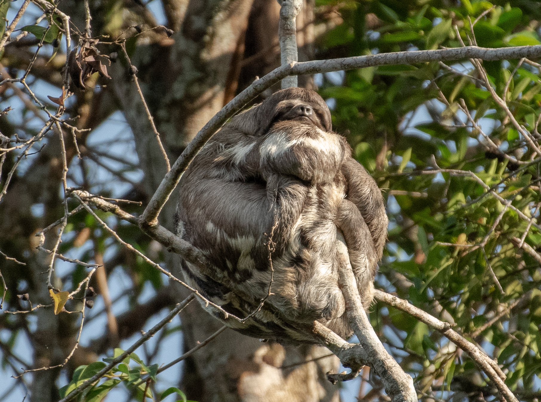 Brown Throated Three Toed Sloth Aug 8, 2023 Cuyabeno Reserve, Ecuador