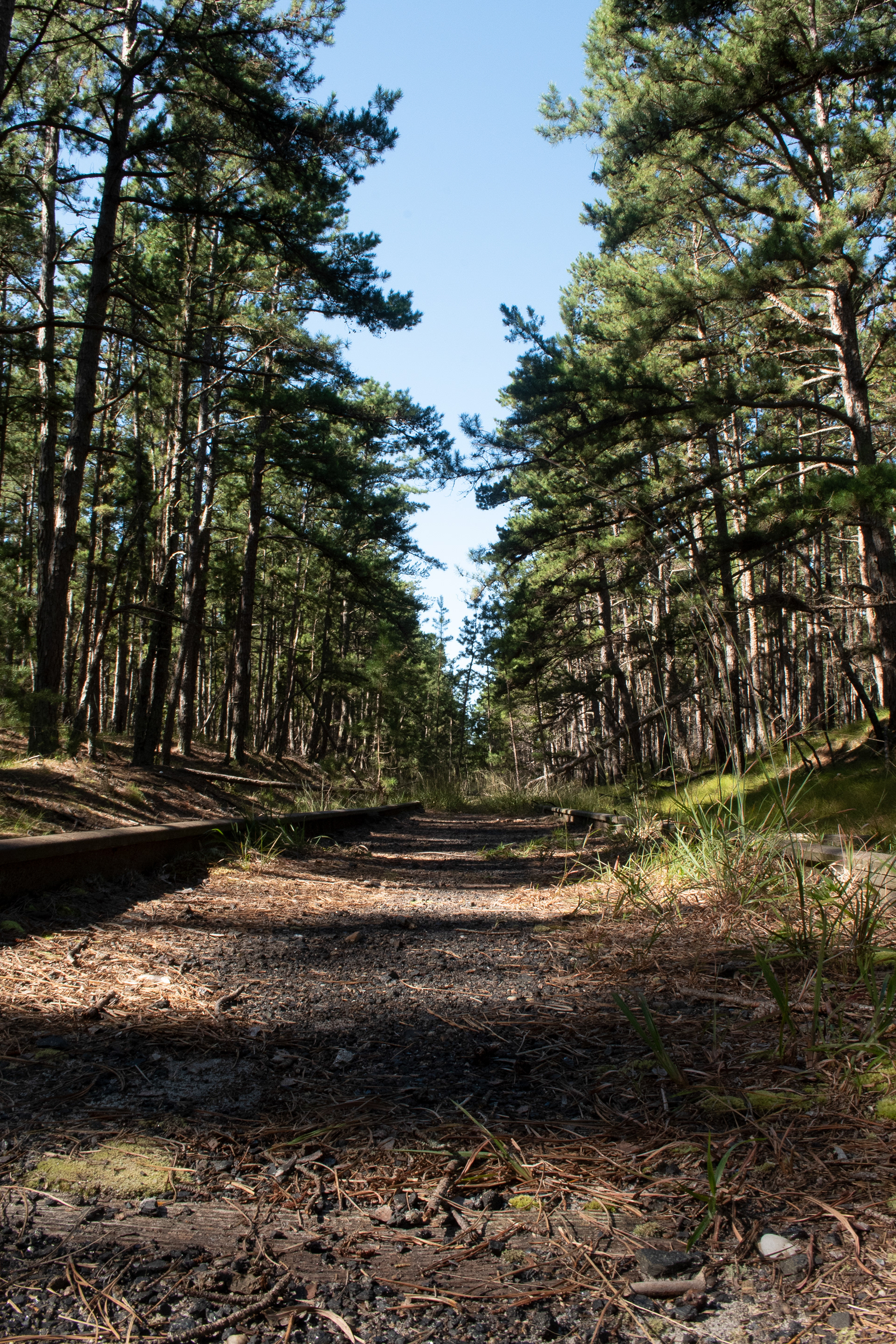 Tracks being Reclaimed by Nature Sept 20, 2020 Franklin Parker Preserve, NJ USA