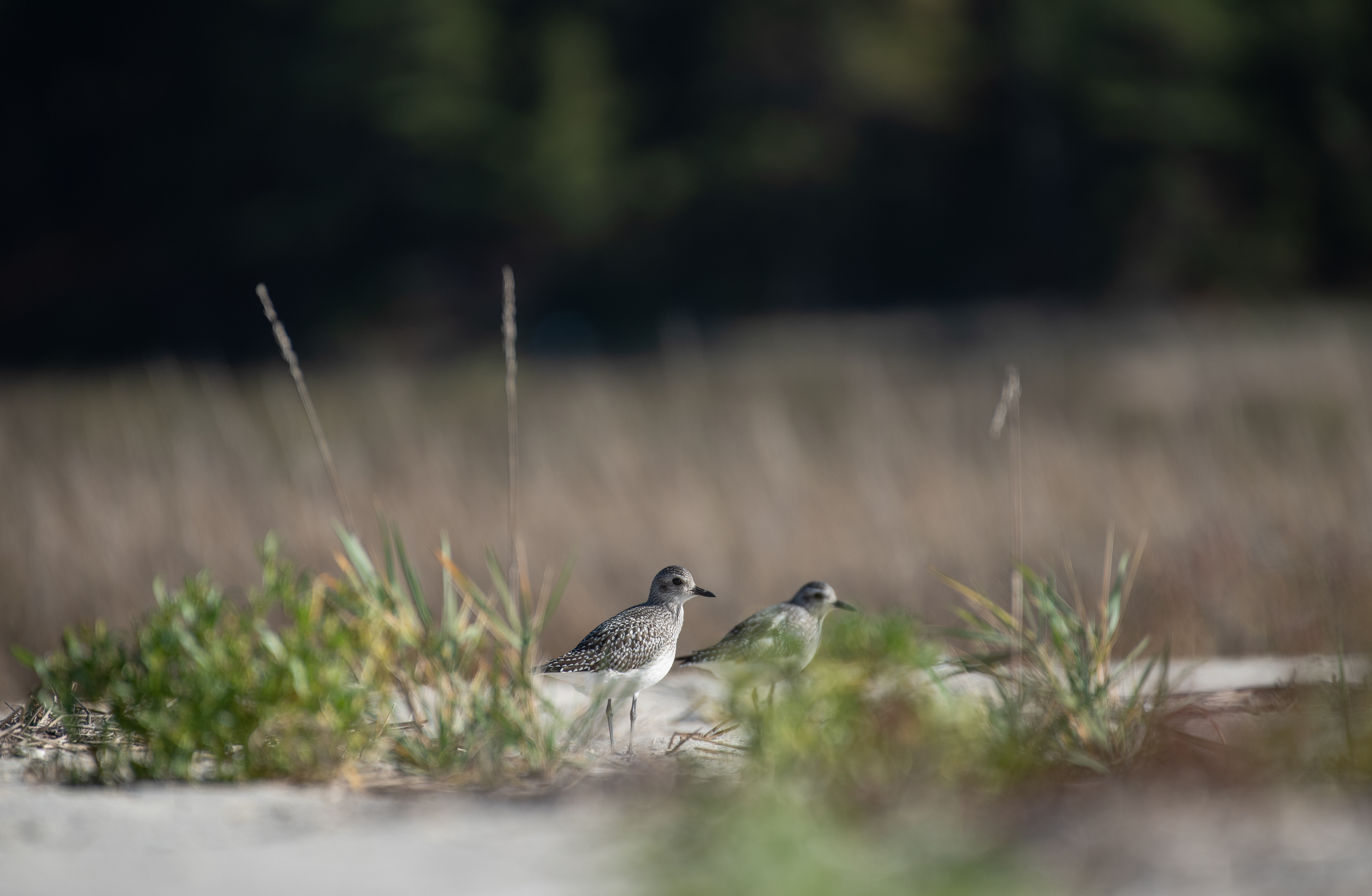 Black Bellied Plover Nov 5, 2022 Wellfleet Bay WS, MA USA