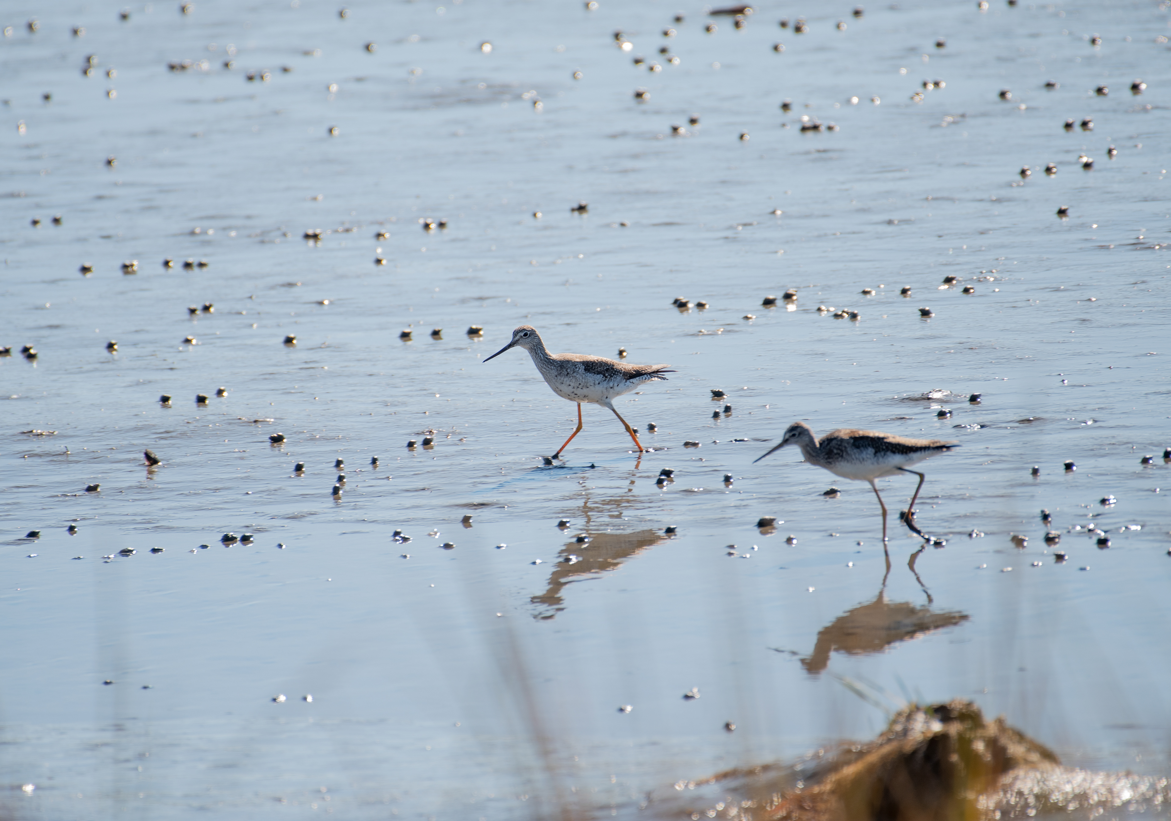 Greater Yellowlegs Oct 17, 2020 Edwin B Forsythe NWR, NJ USA