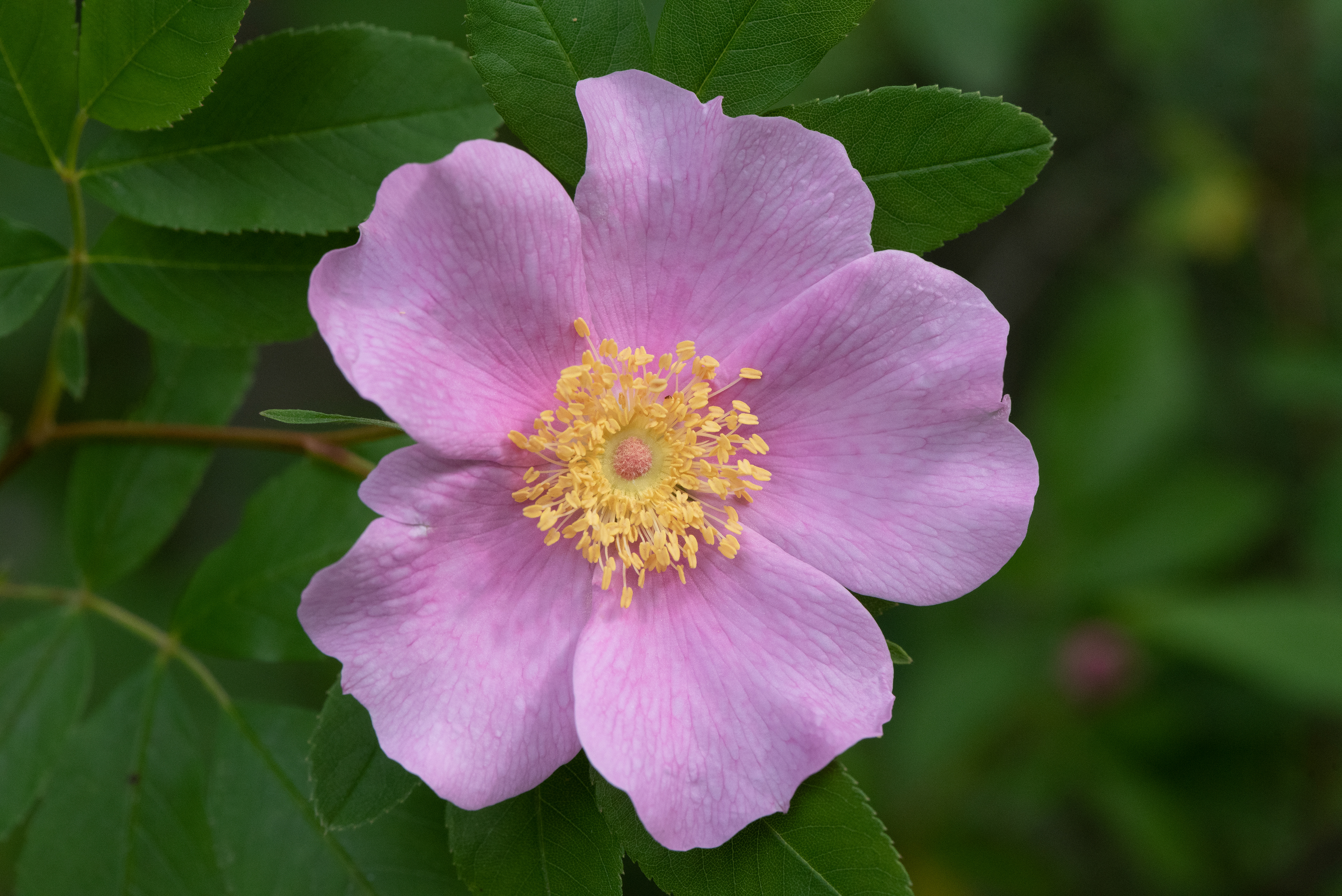 Swamp Rose July 3, 2020 Great Swamp NWR, NJ USA