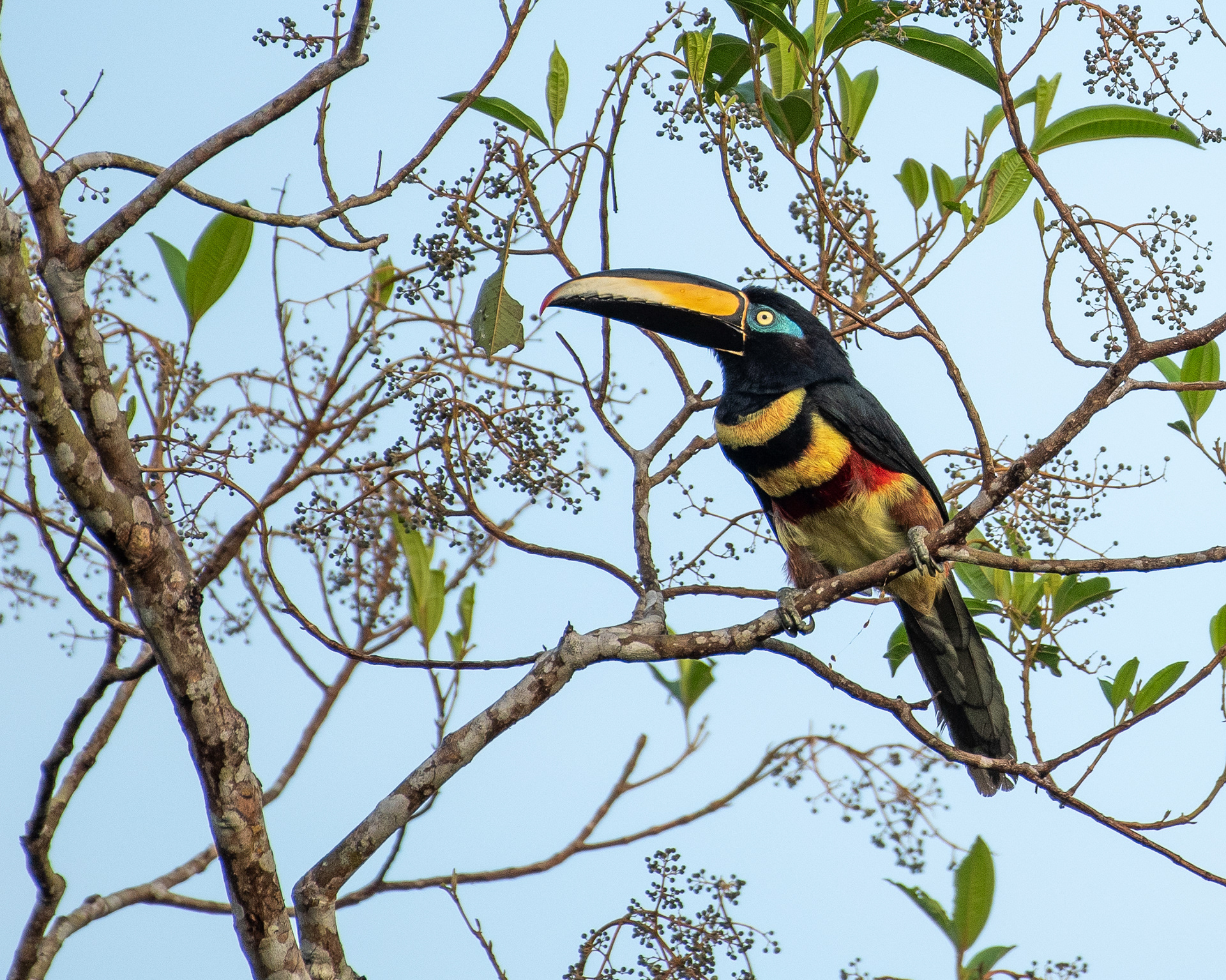 Many Banded Aracari Aug 8, 2023 Cuyabeno Reserve, Ecuador