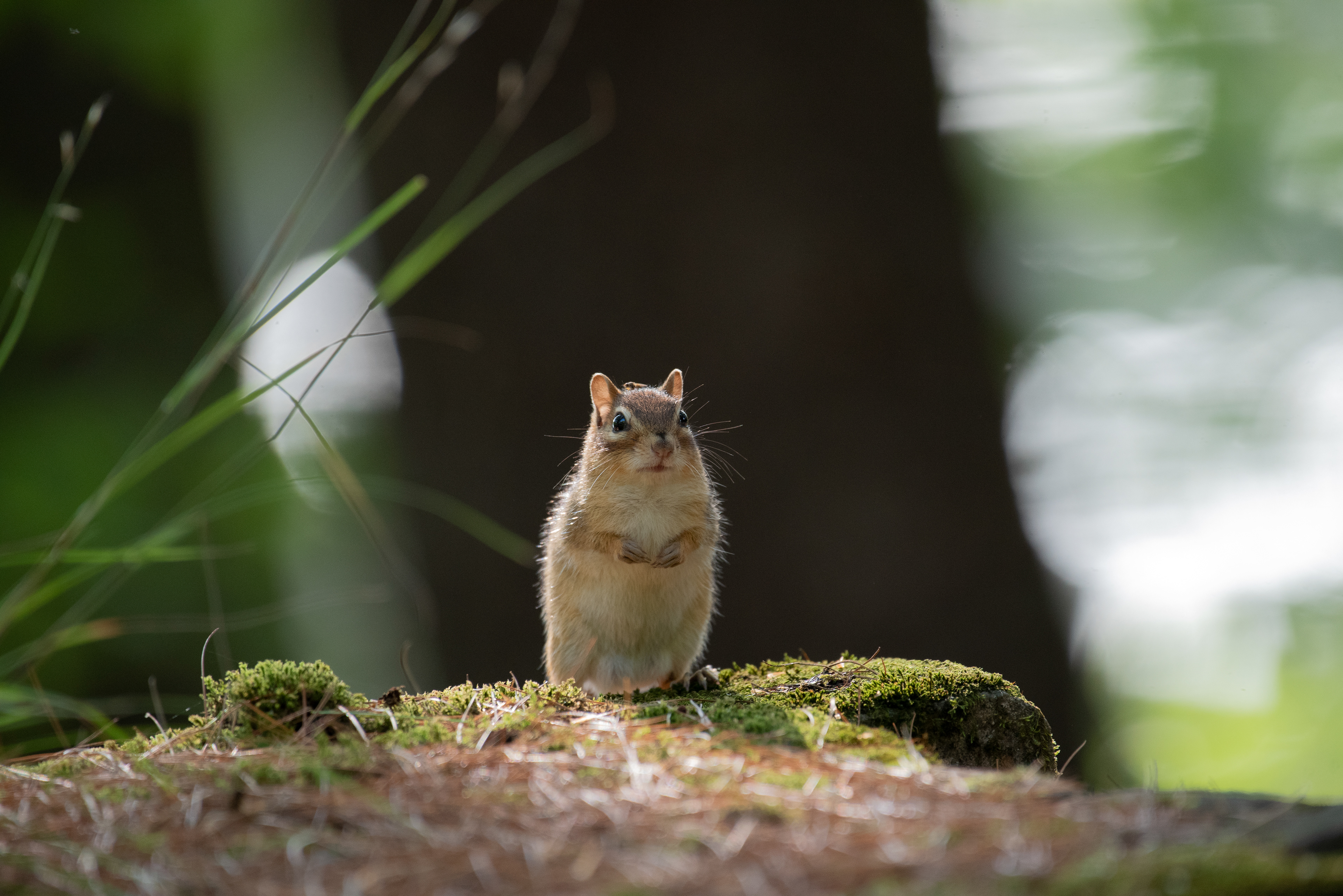 Eastern Chipmunk Aug 13, 2020 Sky Lake, NY USA