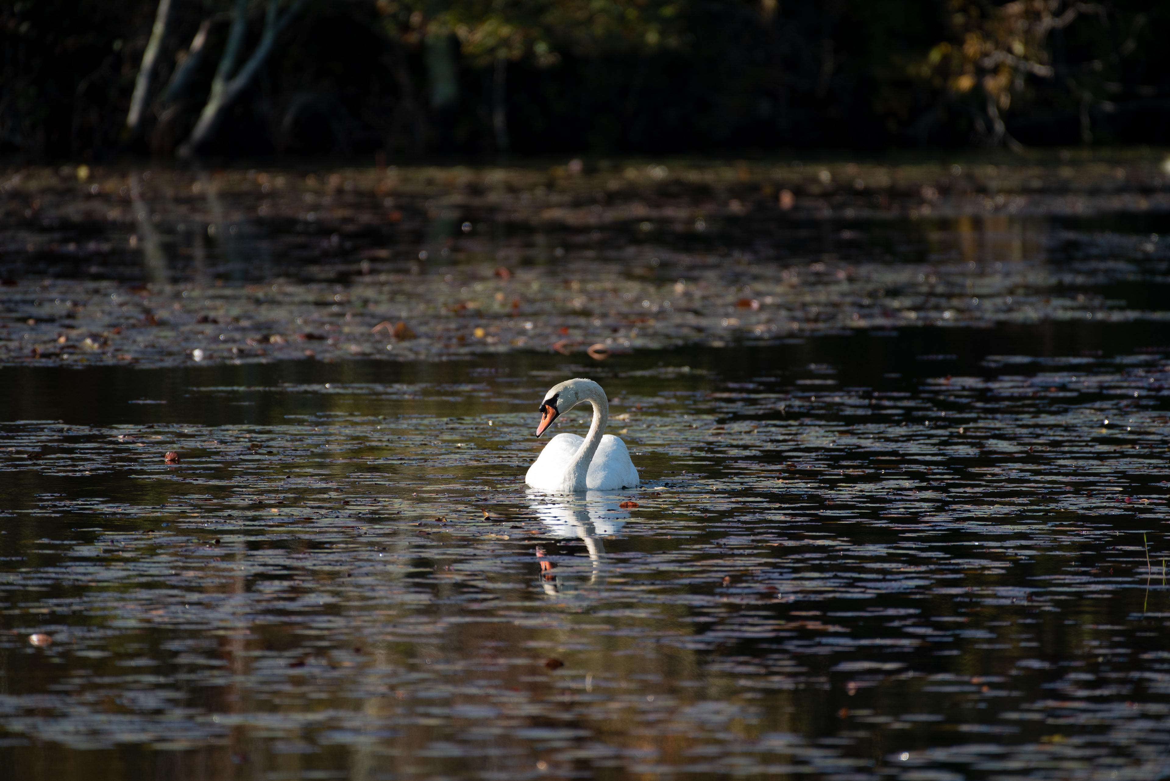 Mute Swan Oct 17, 2020 Edwin B Forsythe NWR, NJ USA