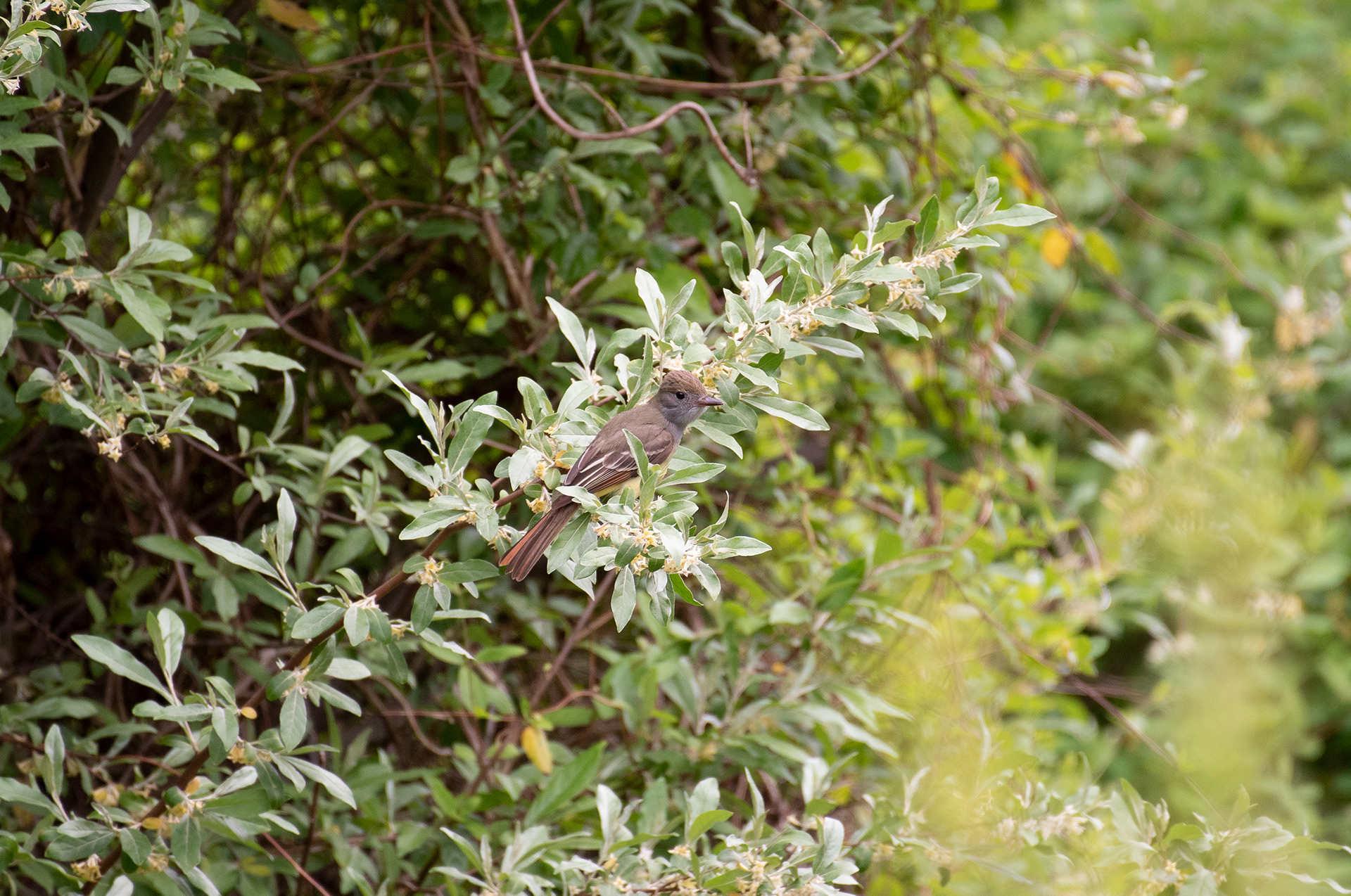 Great Crested Flycatcher May 17, 2020 Lord Stirling Park, NJ USA
