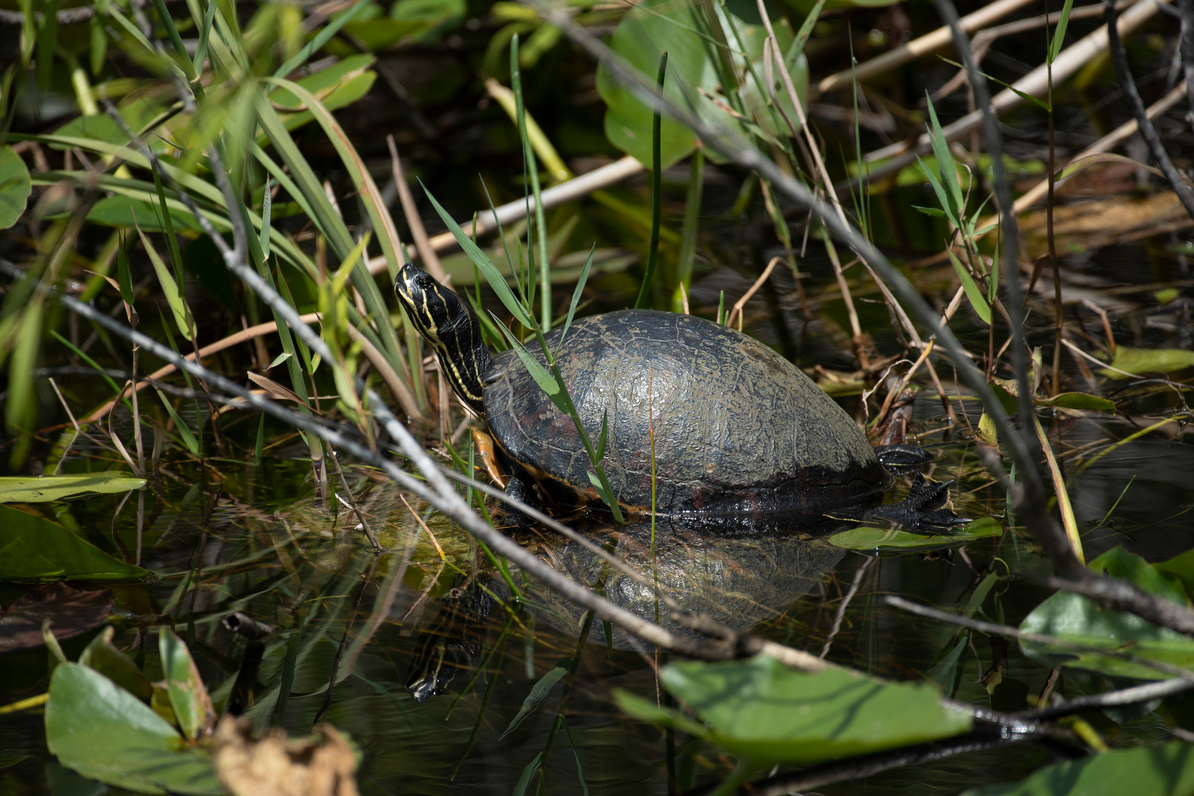 Florida Redbelly Turtle Mar 17, 2020 Everglades National Park, FL USA