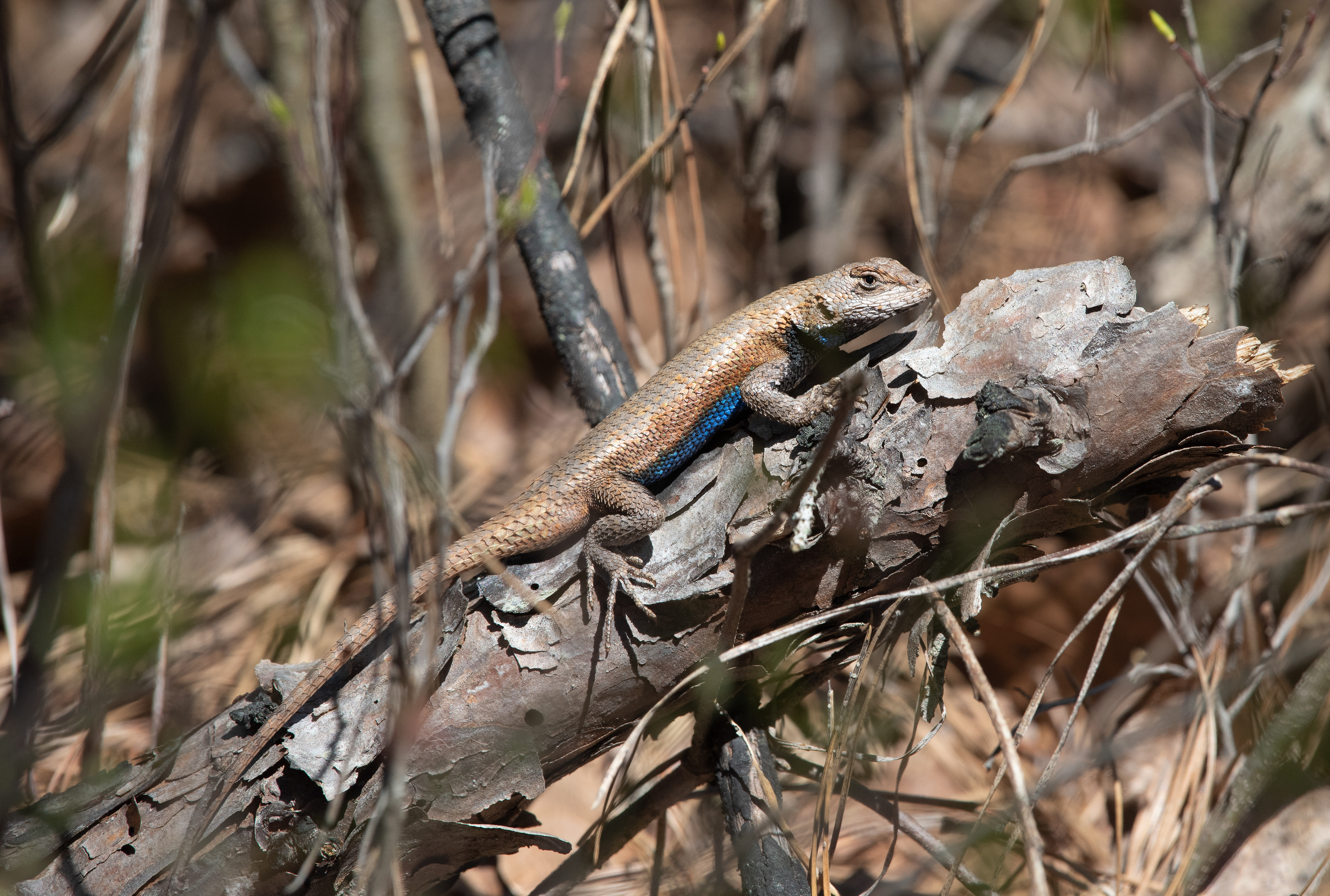 Eastern Fence Lizard April 23, 2024 Franklin Parker Preserve, NJ USA
