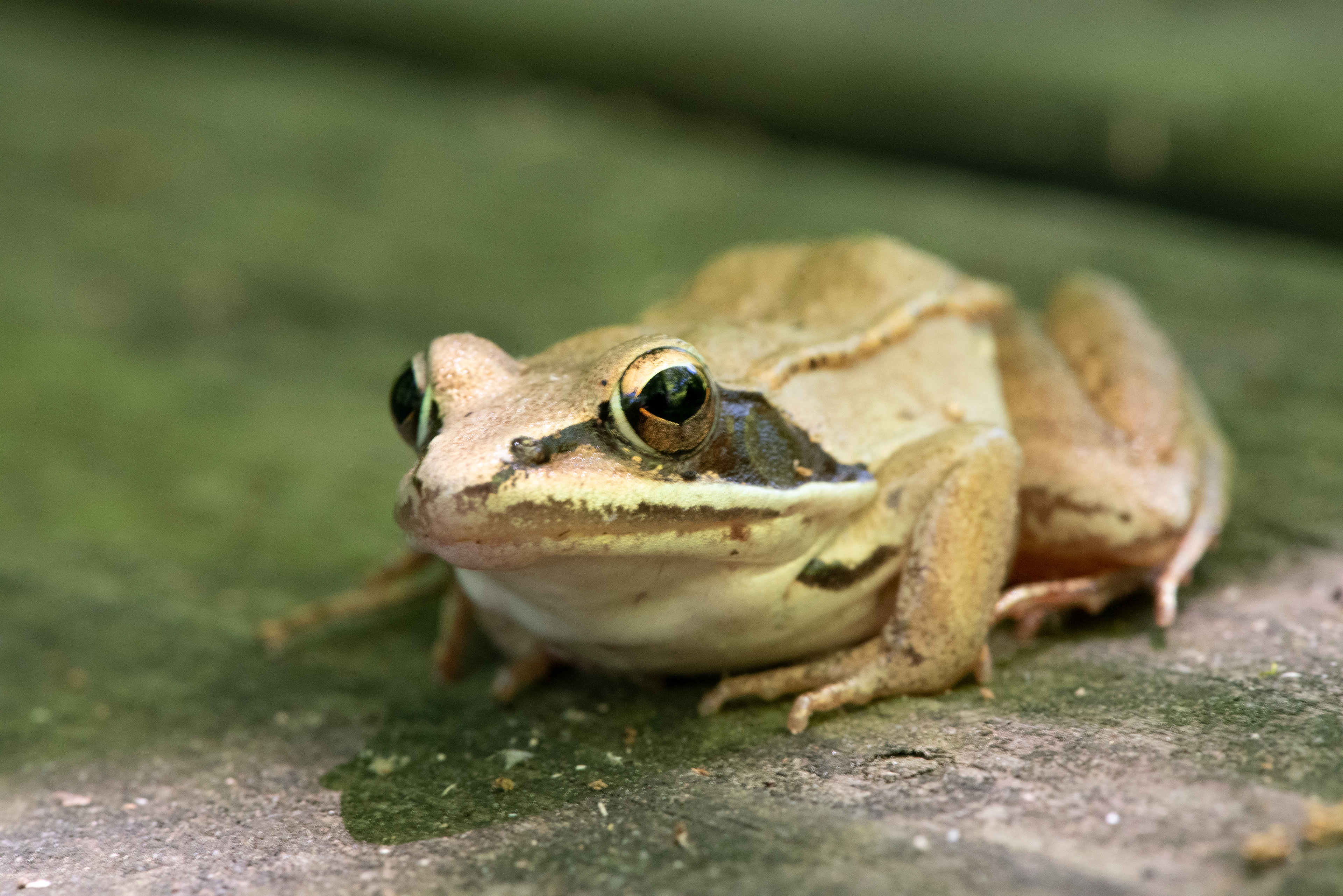 Wood Frog June 14, 2020 Lord Stirling Park, NJ USA