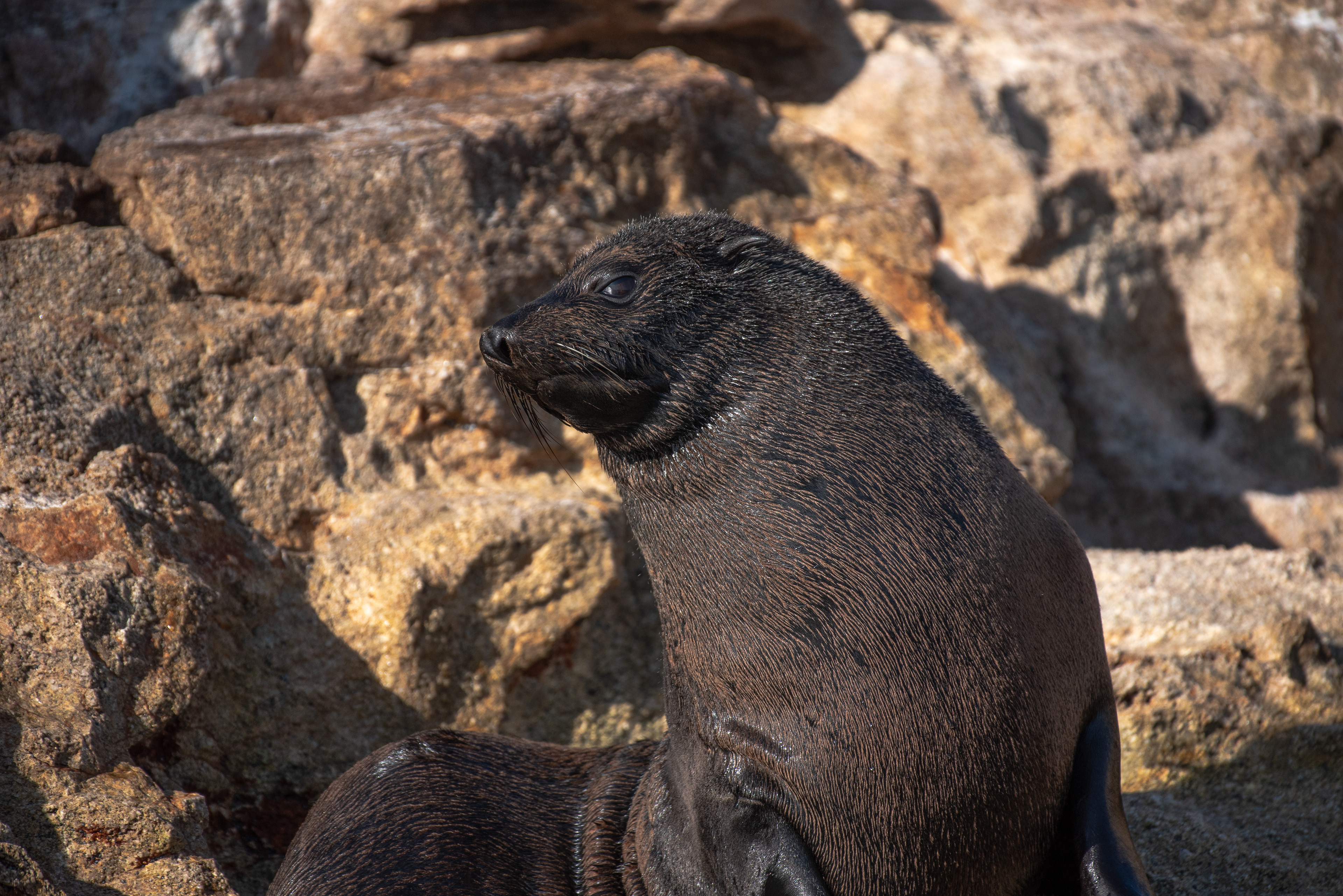 Guadalupe Fur Seal Aug 13, 2022 La Paz, MX