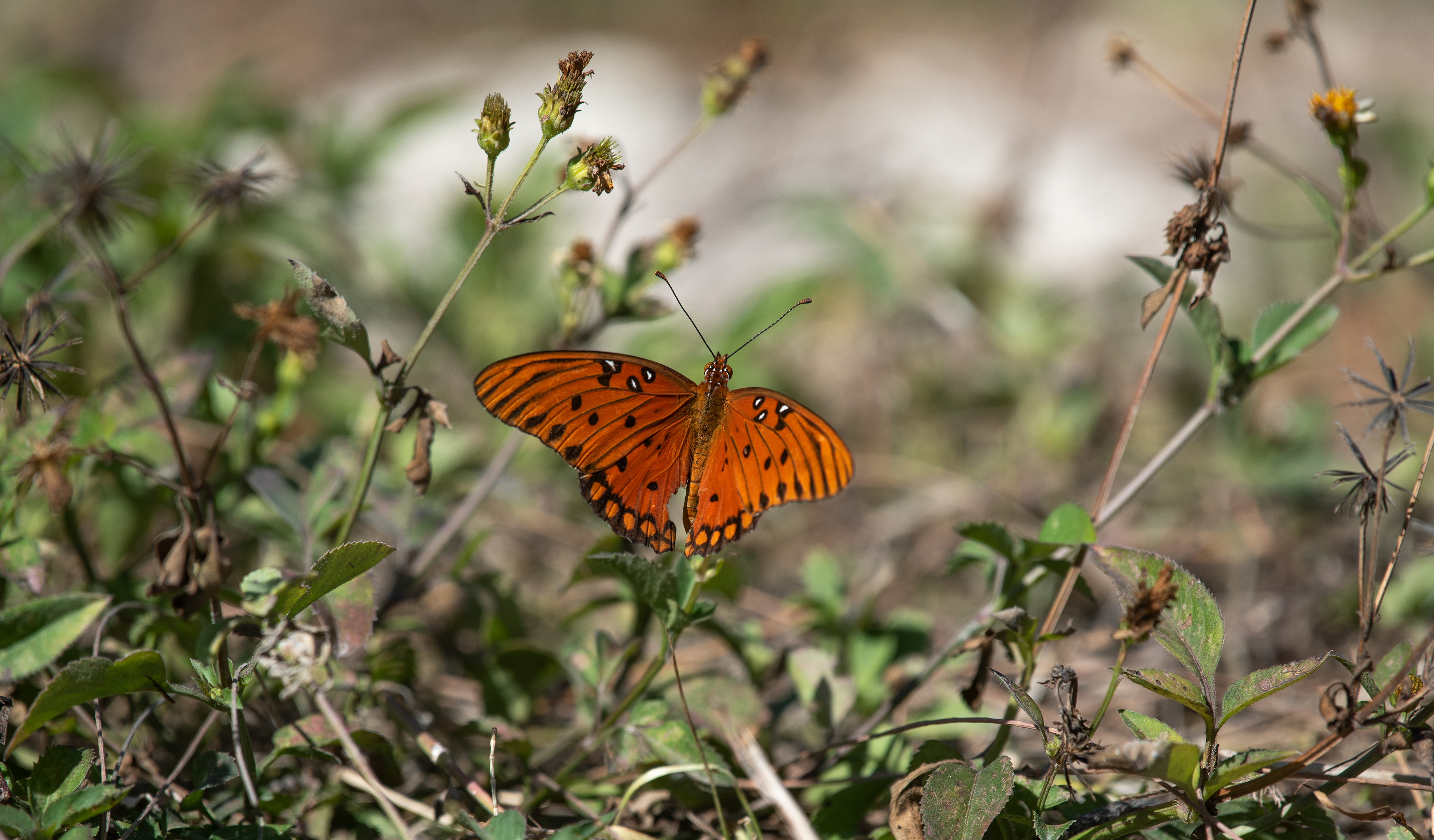 Gulf Fritillary Mar 10, 2020 Key West, FL USA