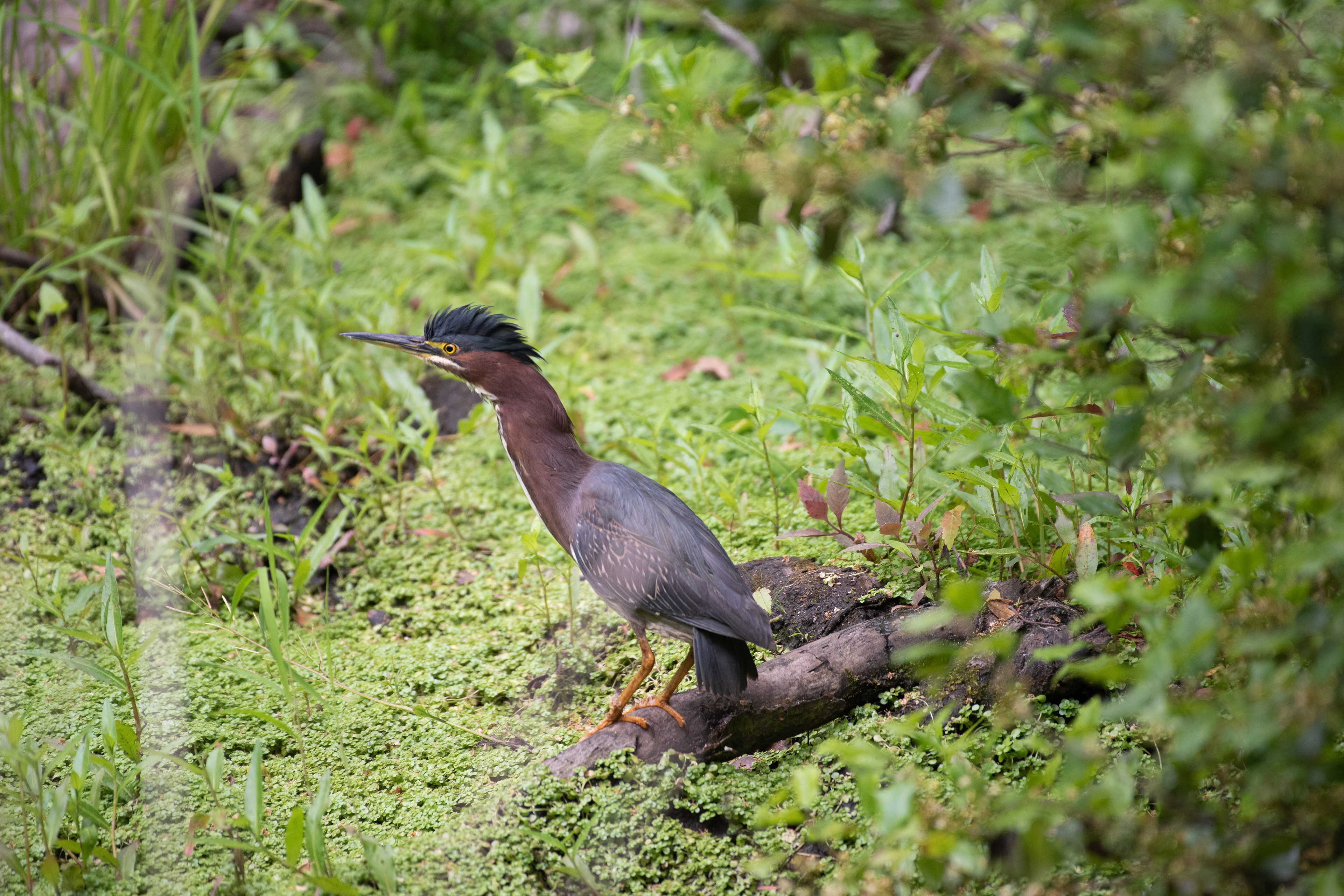 Green Heron Jun 4, 2023 Allaire State Park, NJ USA