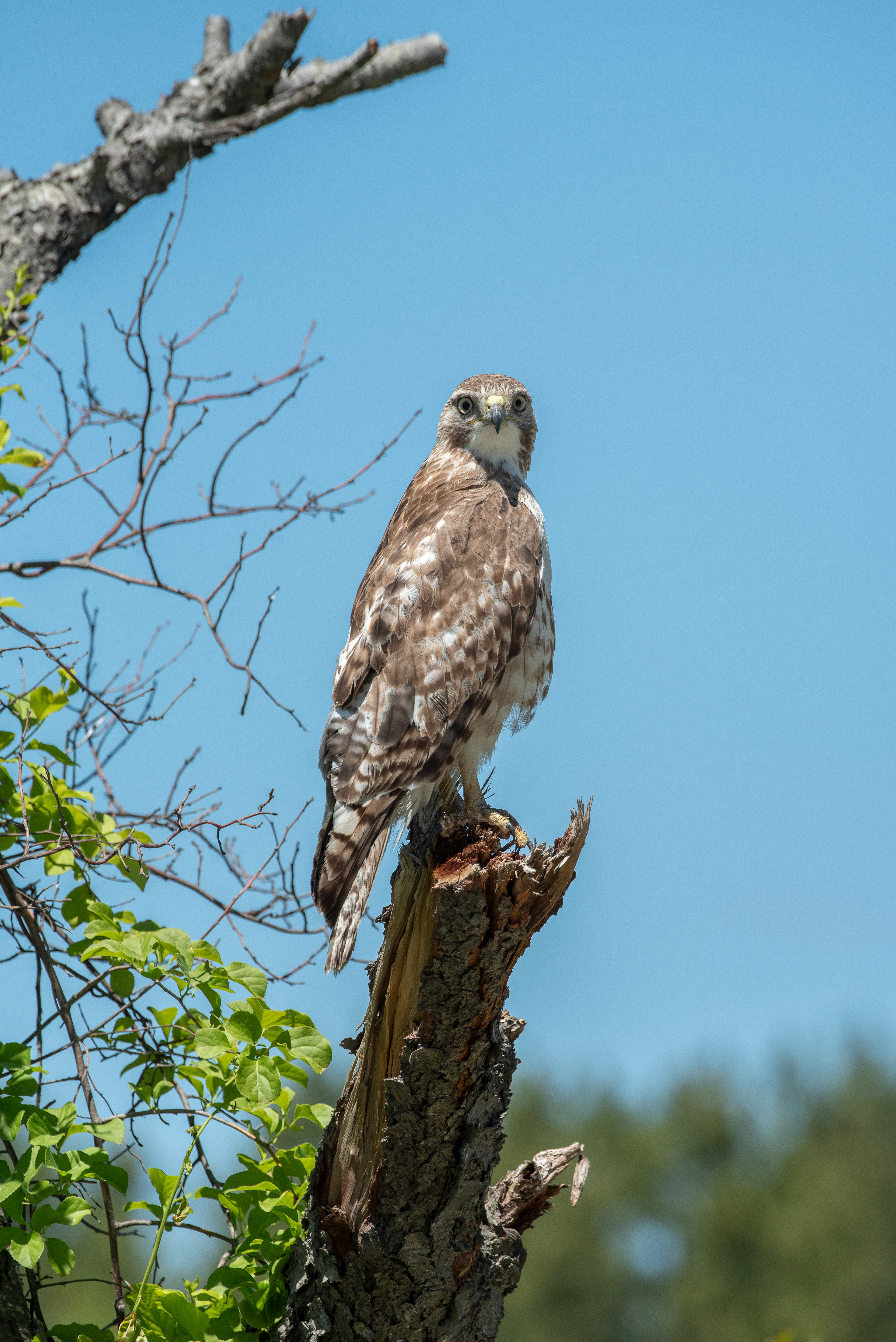 Red Tailed Hawk June 3, 2026 Parker River NWR, MA USA