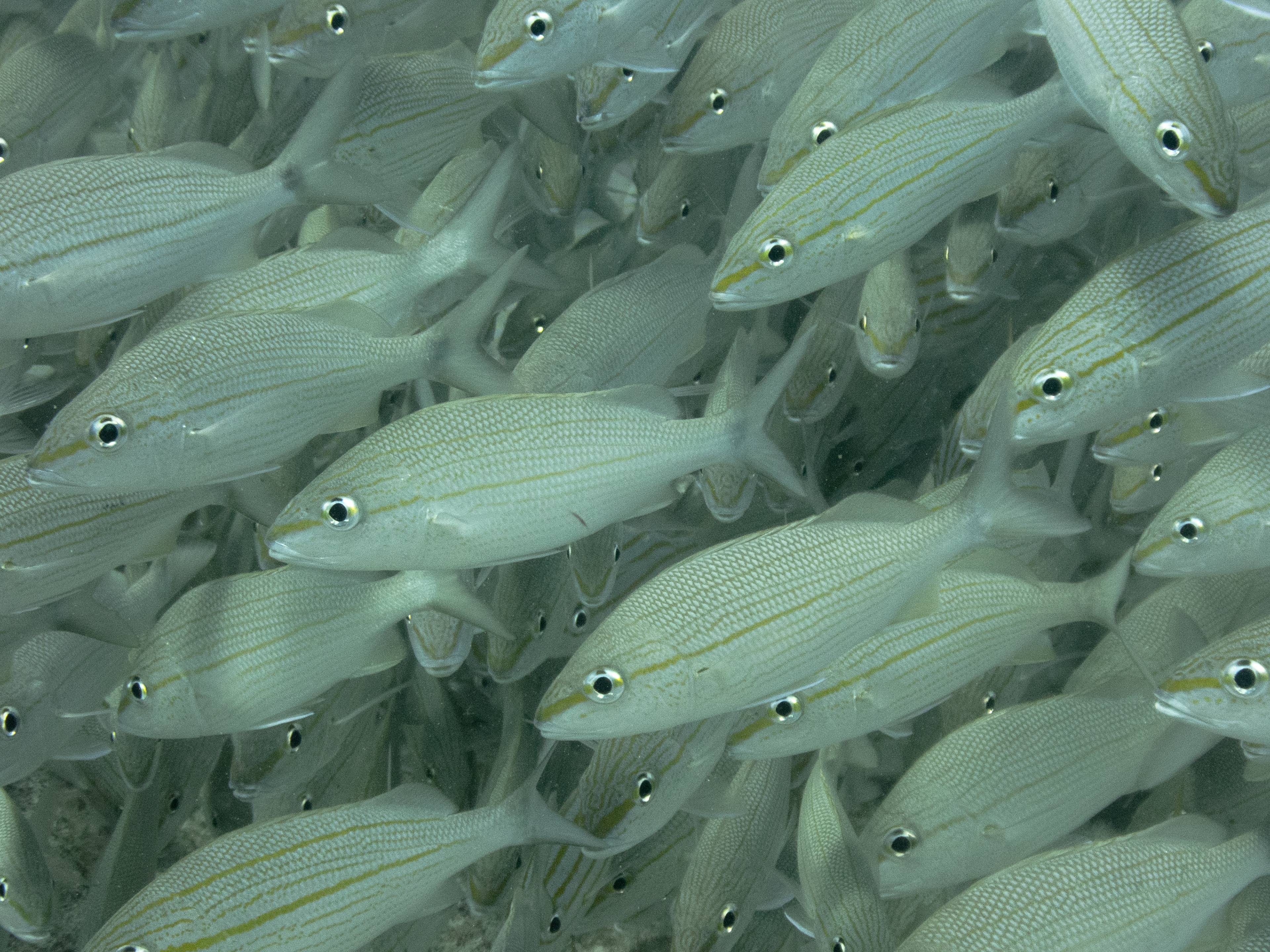 Tomtate Mar 16, 2020 Key Largo, FL USA