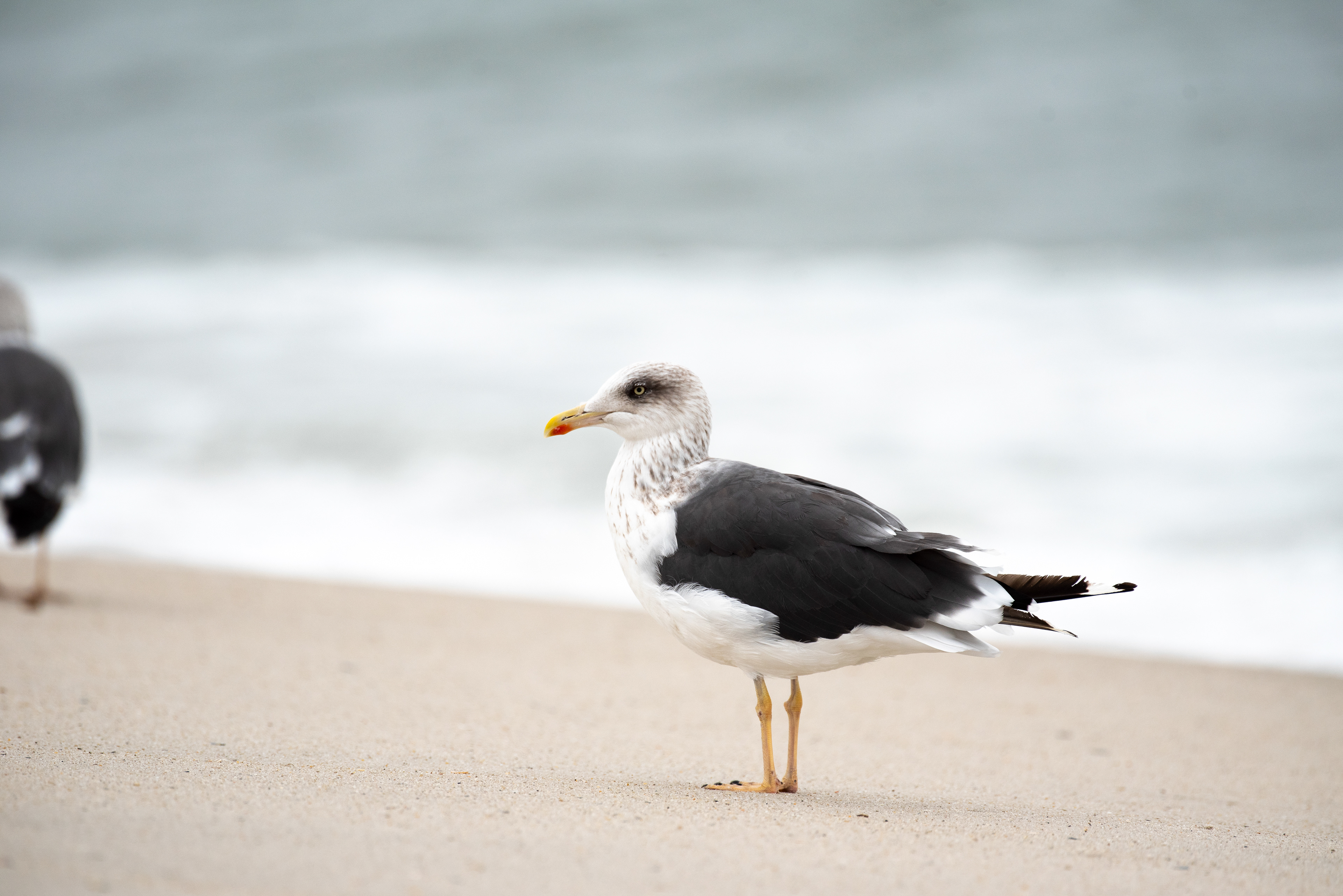 Lesser Black Backed Gull Oct 23, 2020 Cape May, NJ USA