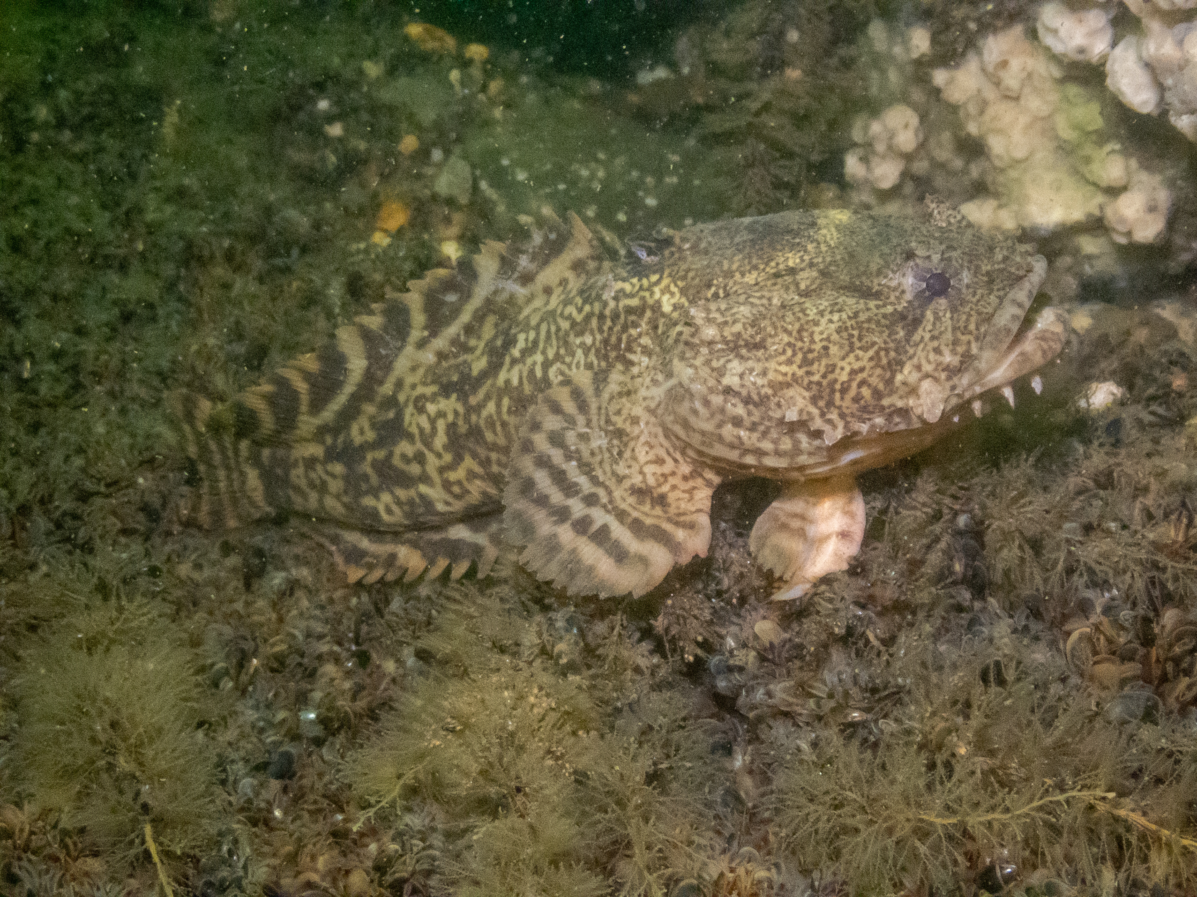 Oyster Toadfish May 14, 2023 Manasquan Railroad Bridge, NJ USA