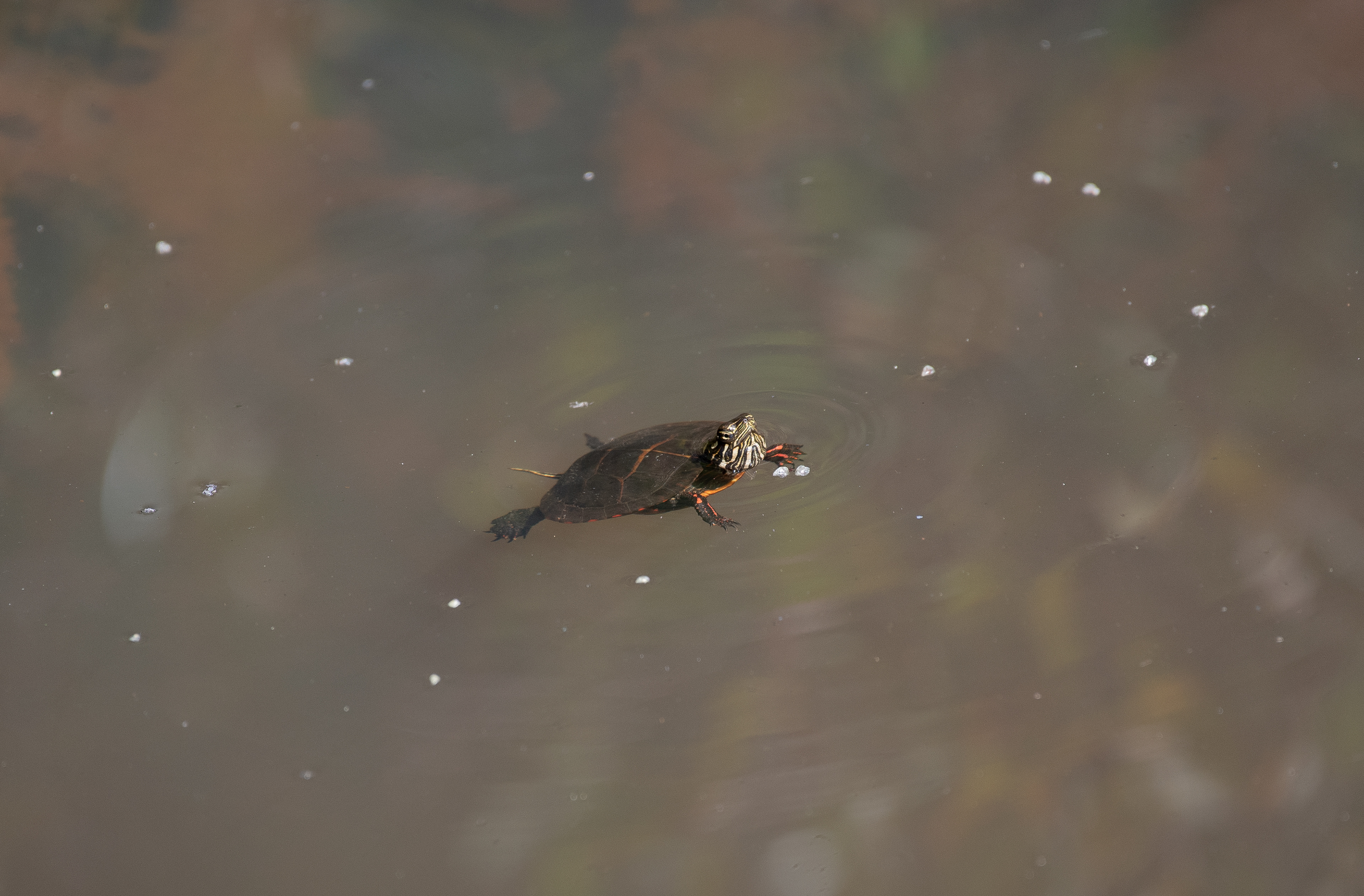 Eastern Painted Turtle Sept 20, 2020 Franklin Parker Preserve, NJ USA