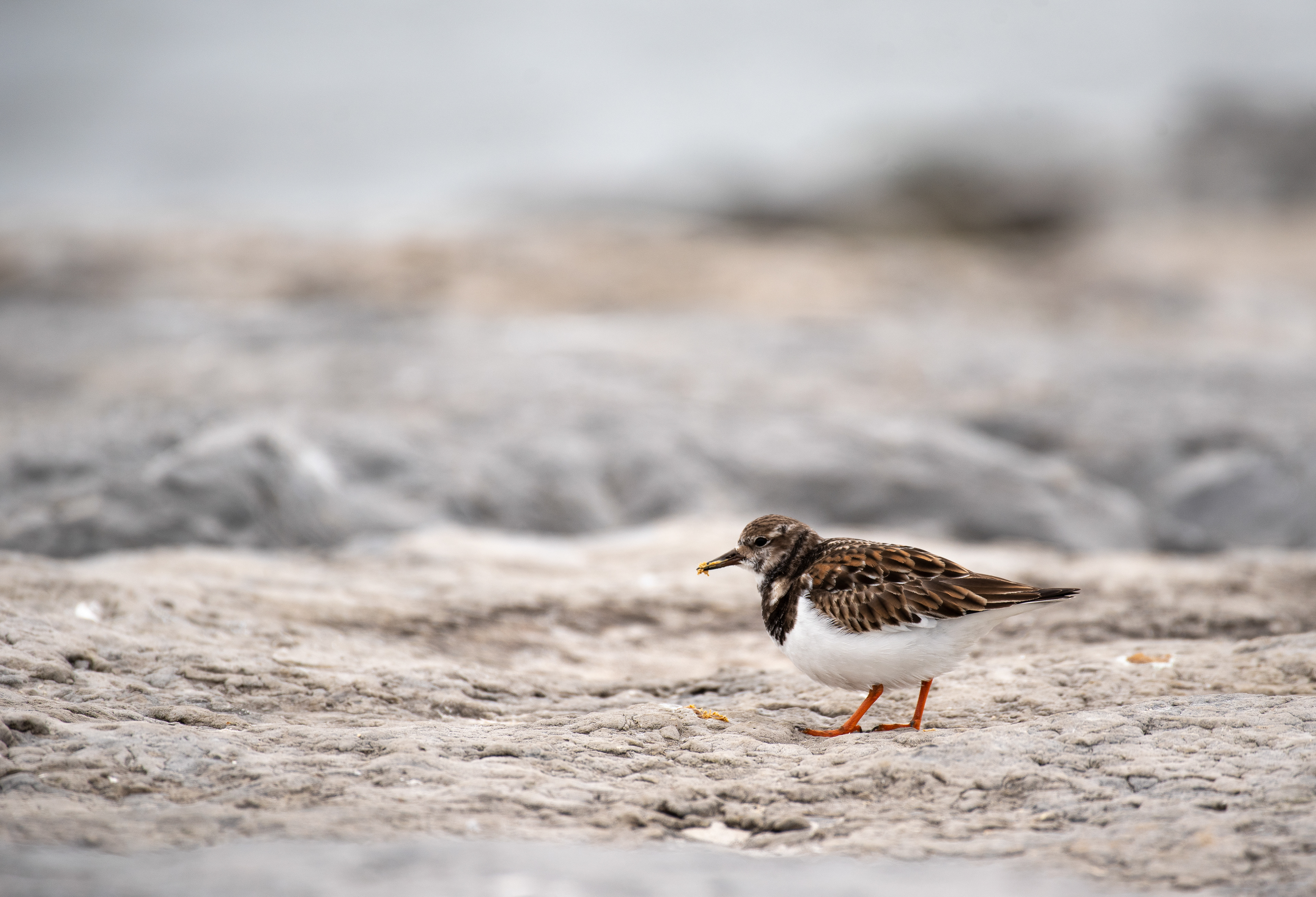 Ruddy Turnstone Jan 8, 2021 Barnegat Lighthouse State Park, NJ USA