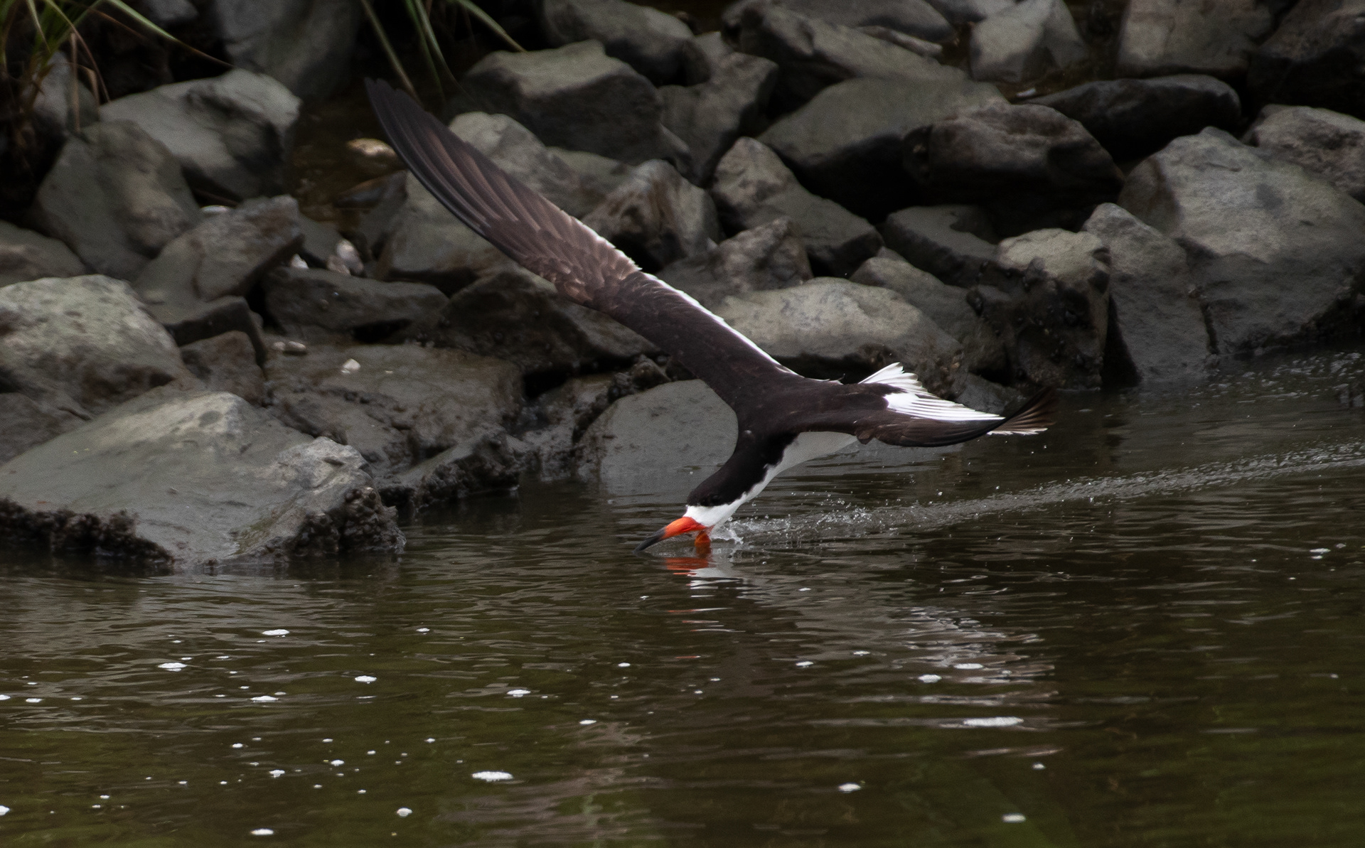 Black Skimmer, July 18, 2024 Edwin B Forsythe NWR, NJ USA