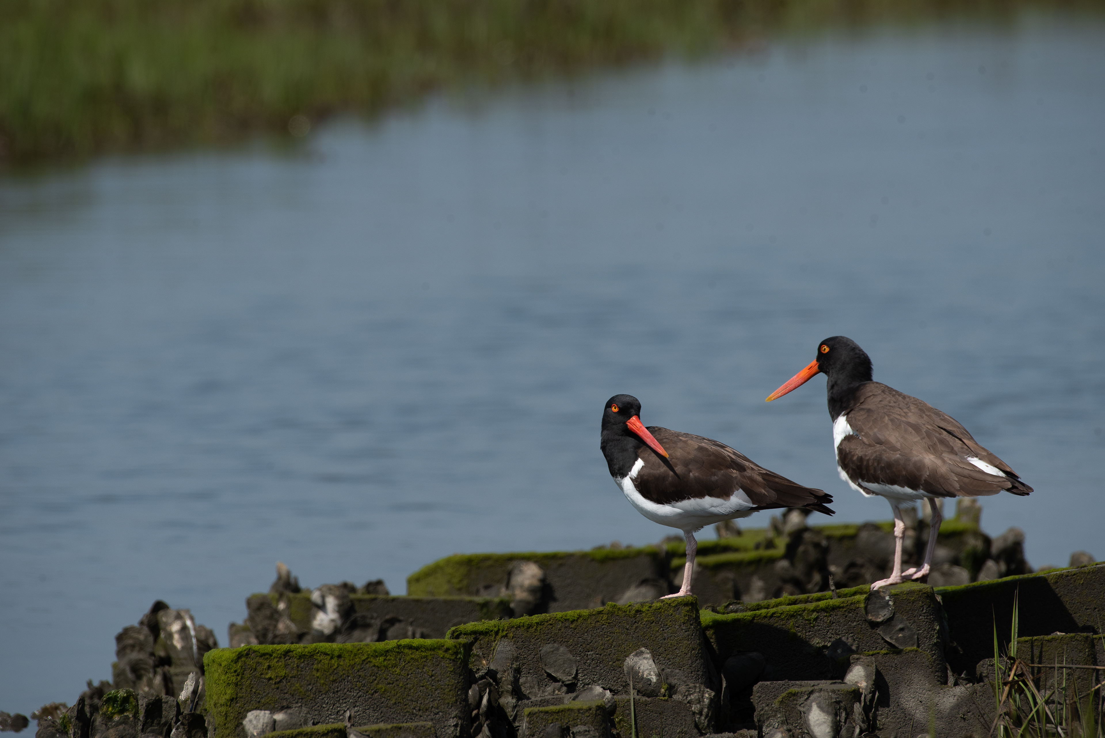 American Oystercatcher Apr 5, 2023 Chincoteague NWR, VA USA