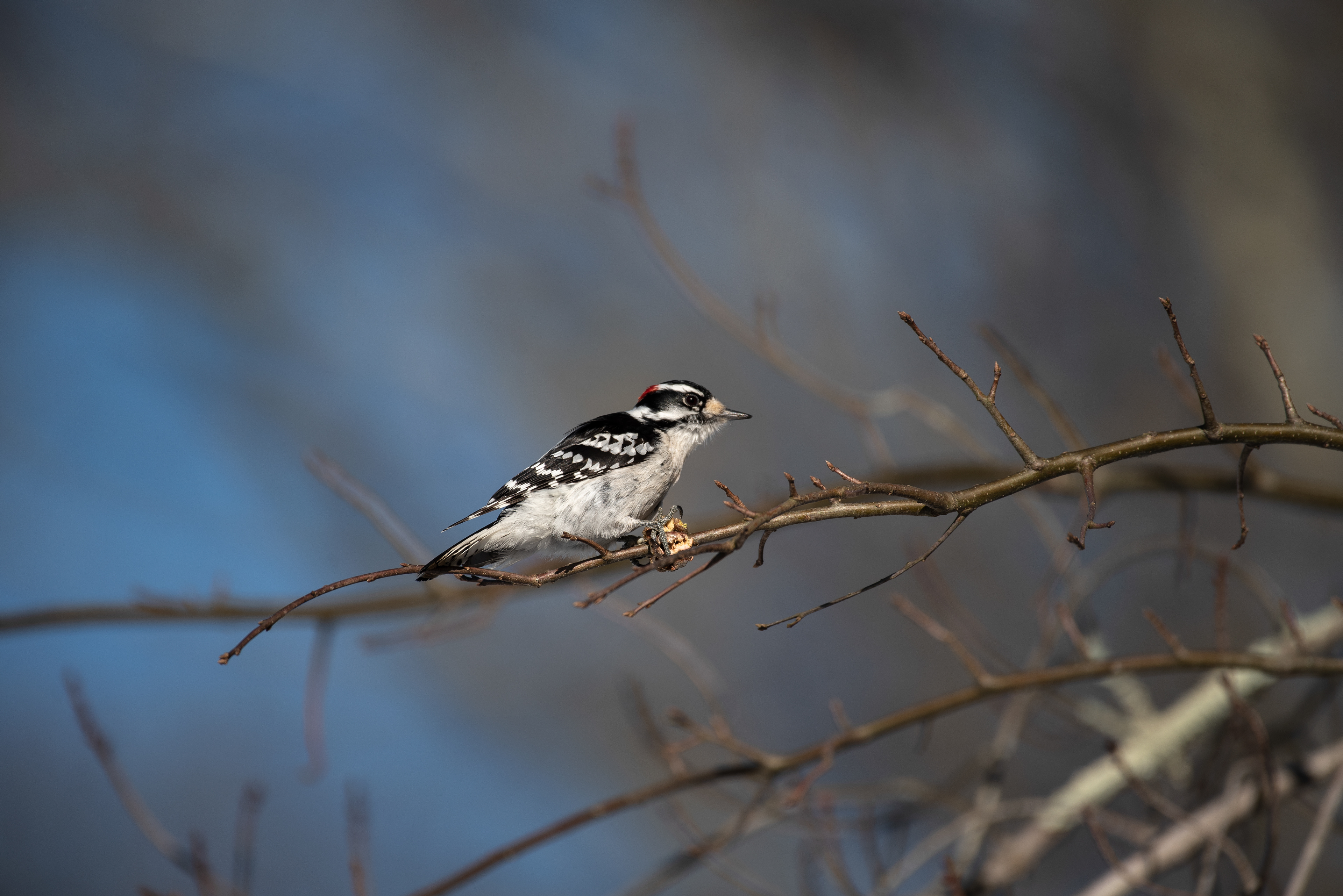 Downy Woodpecker Feb 24, 2021 Great Swamp NWR, NJ USA