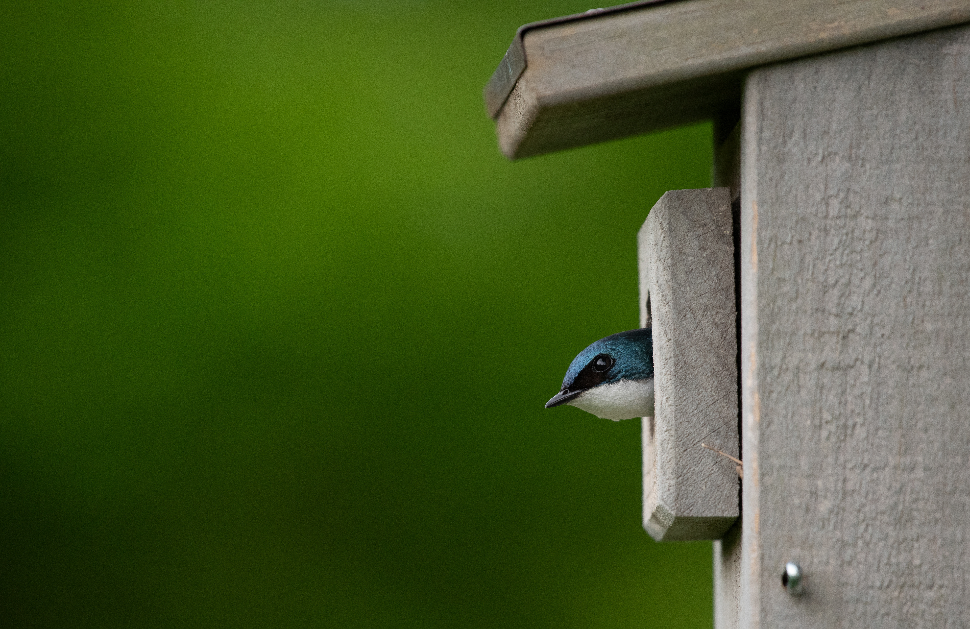 Tree Swallow May 18, 2024 Glenhurst Meadows, Warren, NJ USA