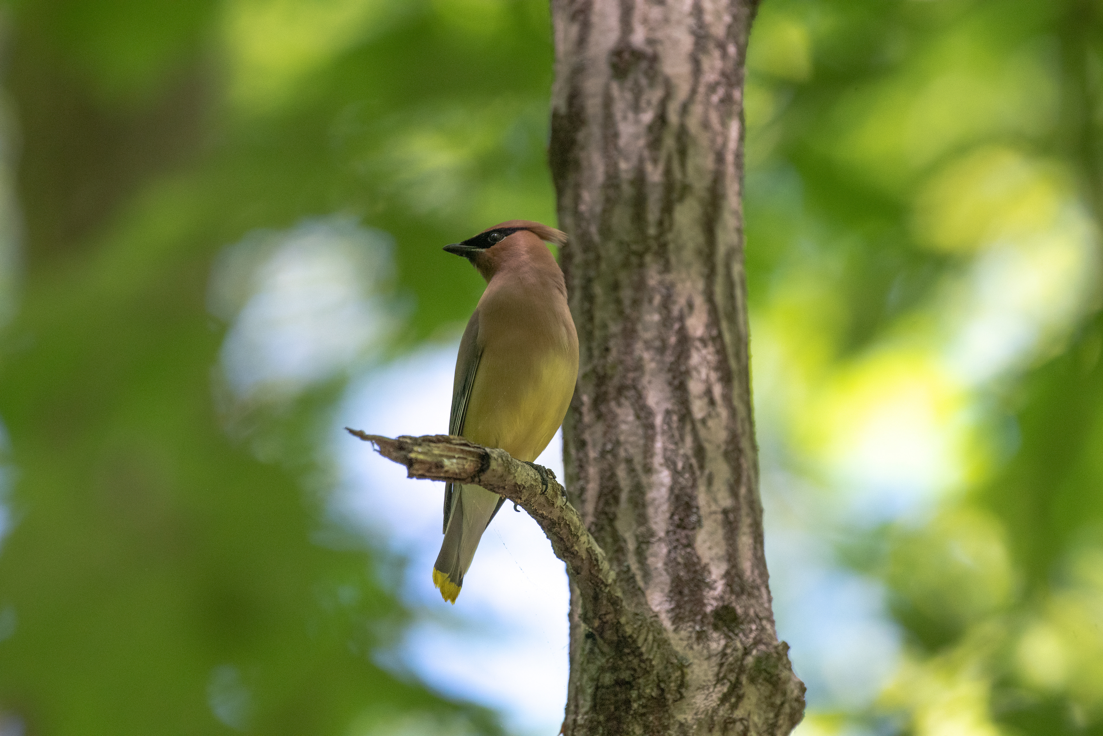 Cedar Waxwing May 31, 2020 Scherman Hoffman Wildlife Refuge, NJ USA